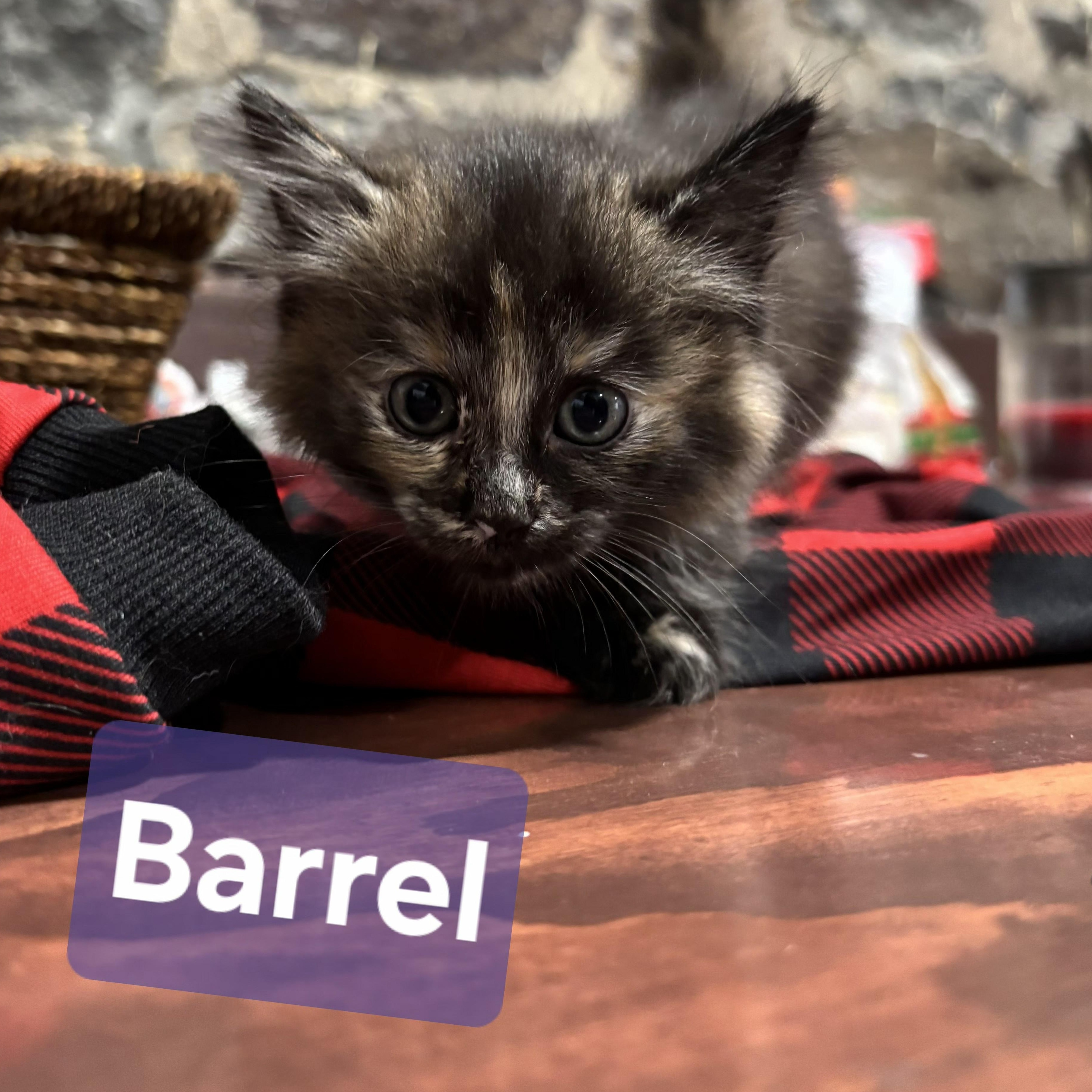 Barrel, Adoptable, Kitten Female Domestic Short Hair.
