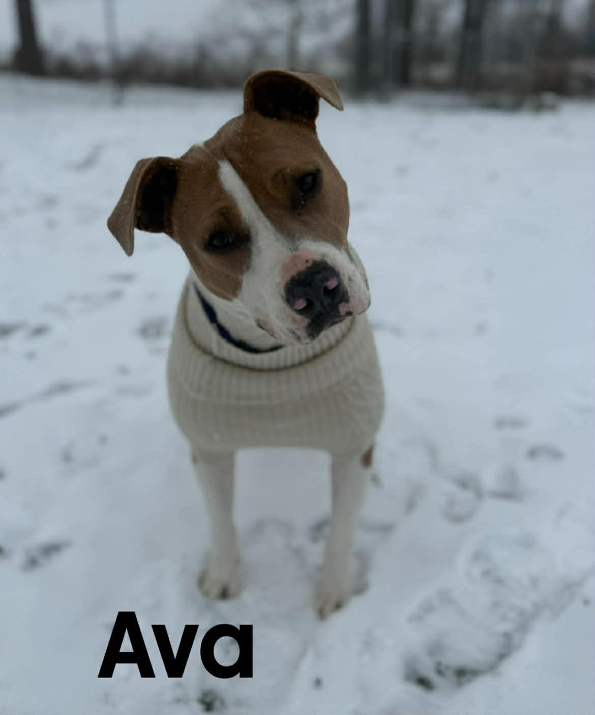 Ava, a Adoptable mixed breed in Quincy, MI image 1/4