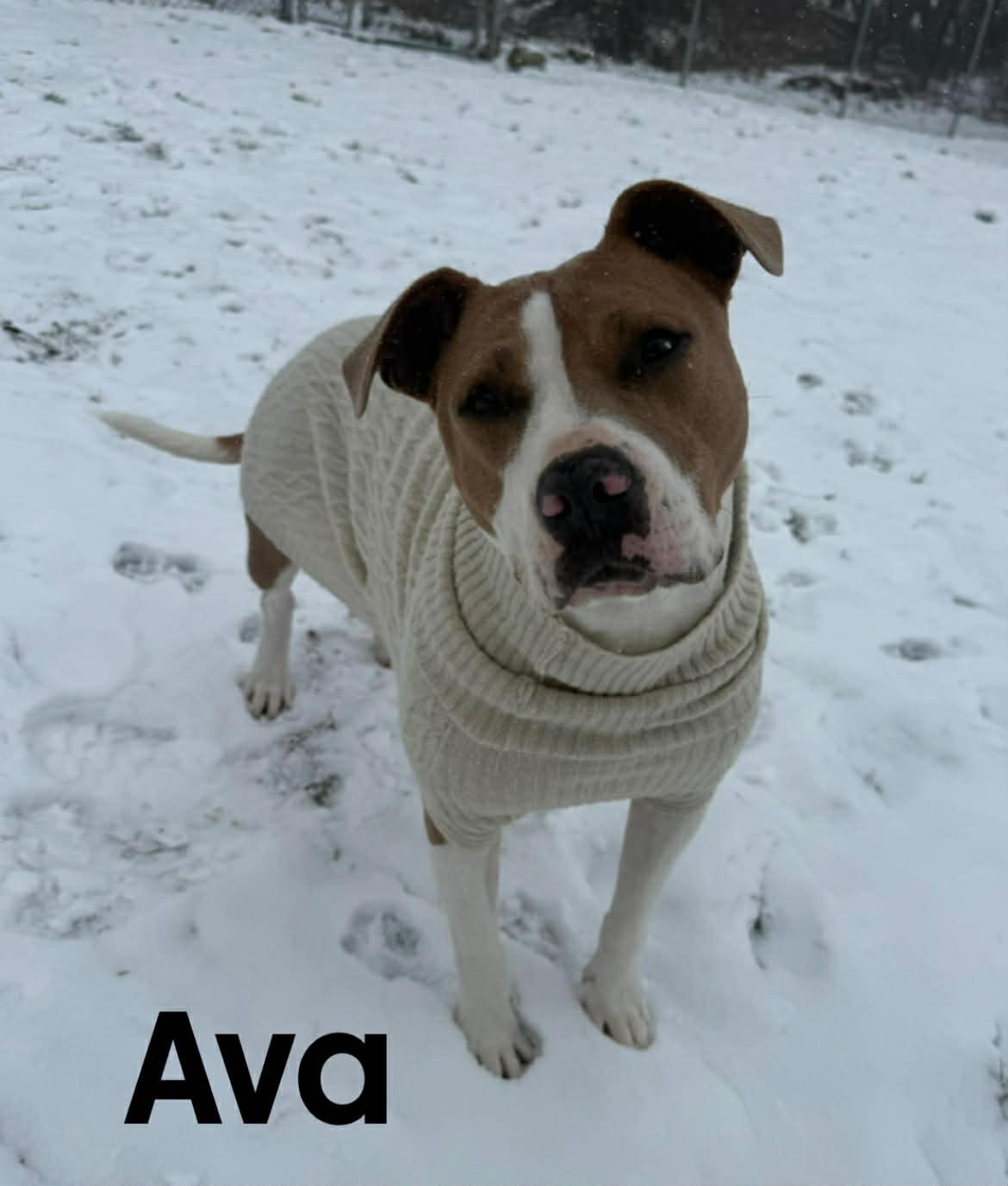 Ava, a Adoptable mixed breed in Quincy, MI image 4/4