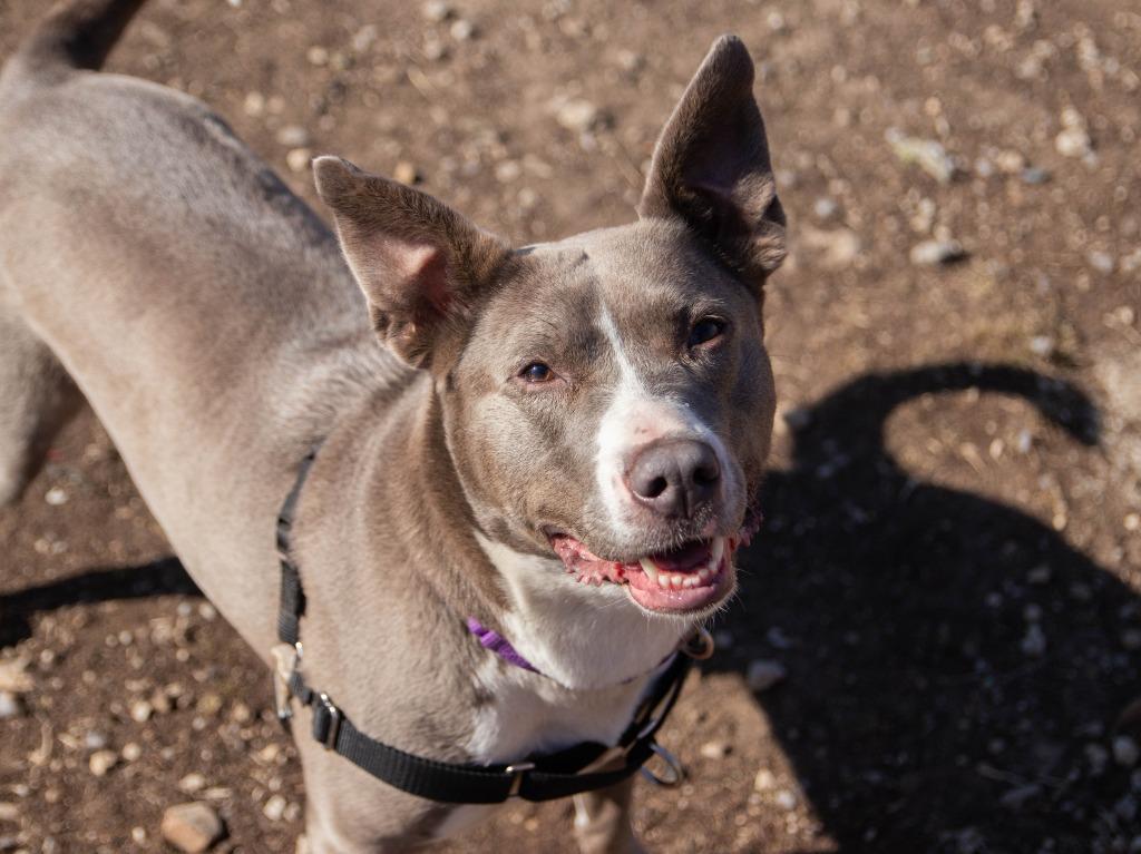 Enlarge Bria, a Adoptable mixed breed in Lansing, KS image 1/3