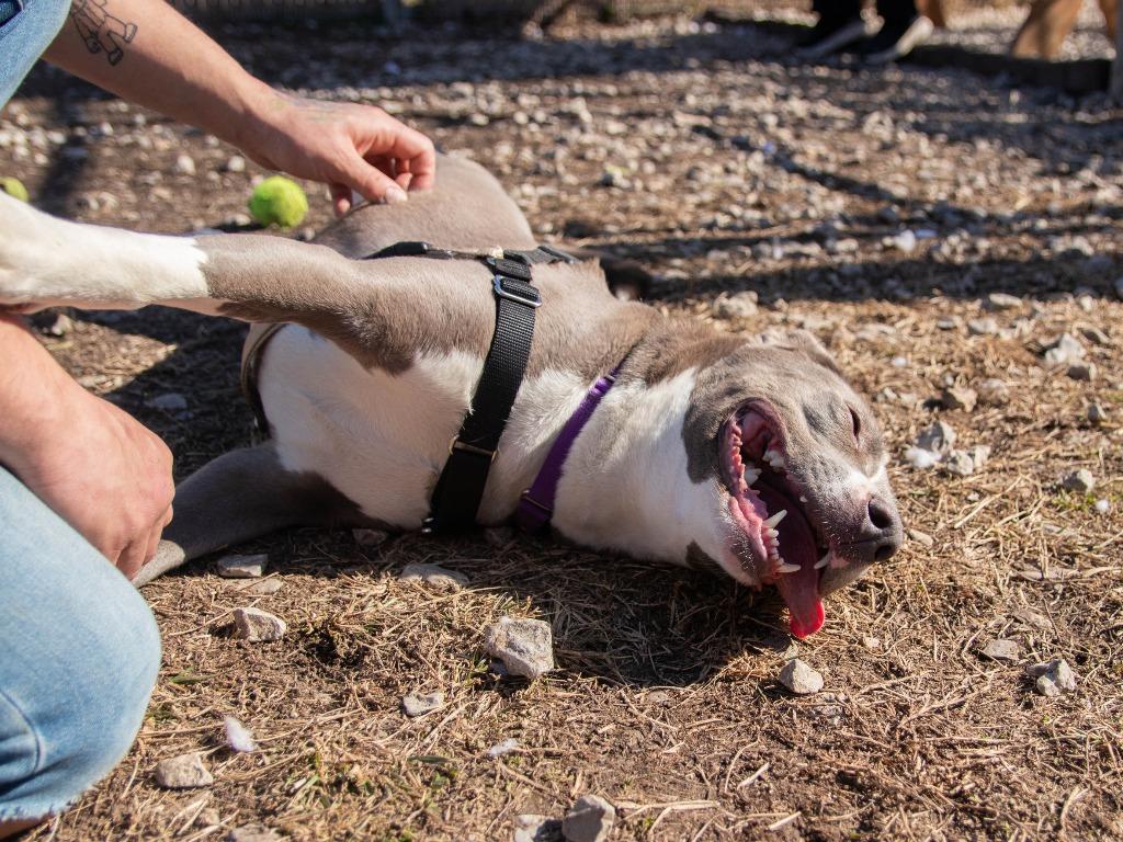 Enlarge Bria, a Adoptable mixed breed in Lansing, KS image 2/3