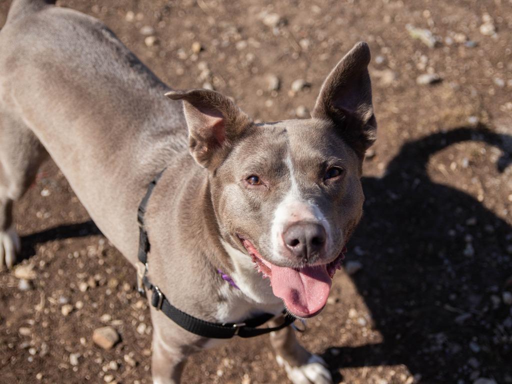 Enlarge Bria, a Adoptable mixed breed in Lansing, KS image 3/3