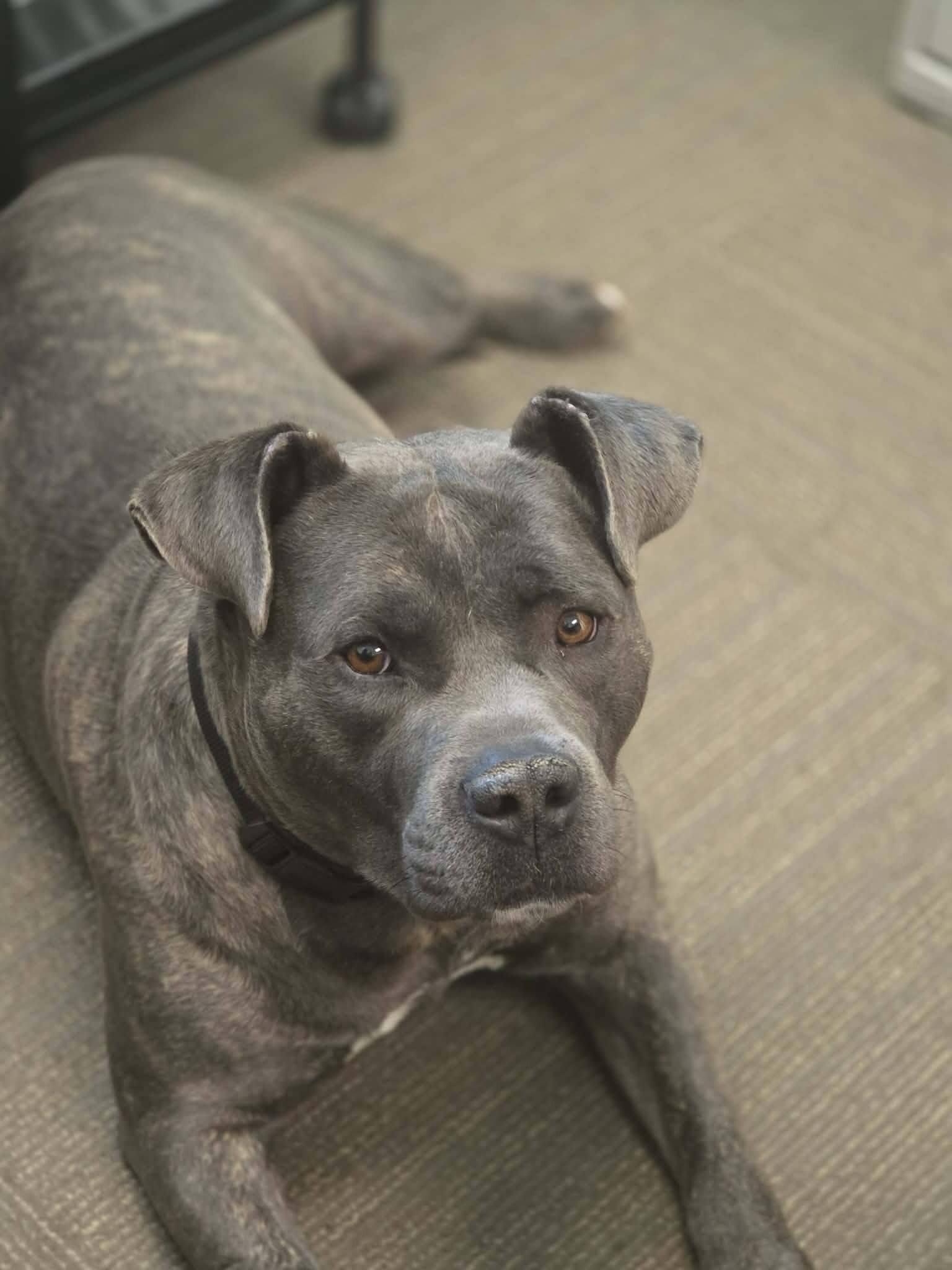 Dawg, a Adoptable Pit Bull Terrier in Colonial Heights, VA image 3/4