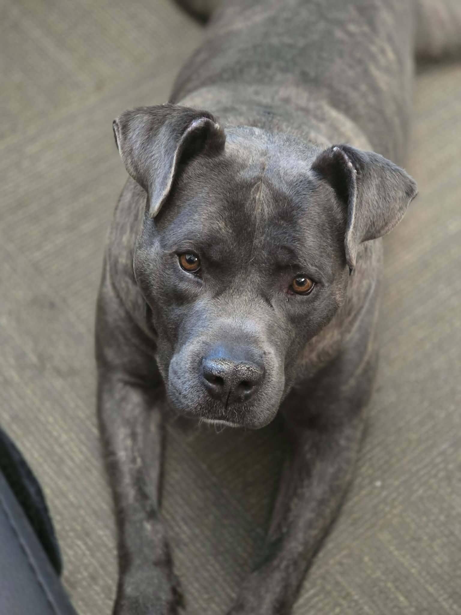 Dawg, a Adoptable Pit Bull Terrier in Colonial Heights, VA image 4/4