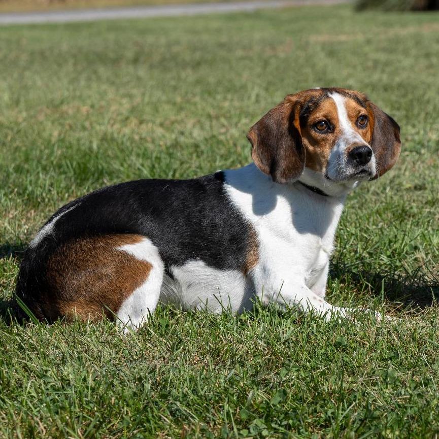 Enlarge Rocky, a Adoptable Mixed Breed in Troy, IL image 1/3