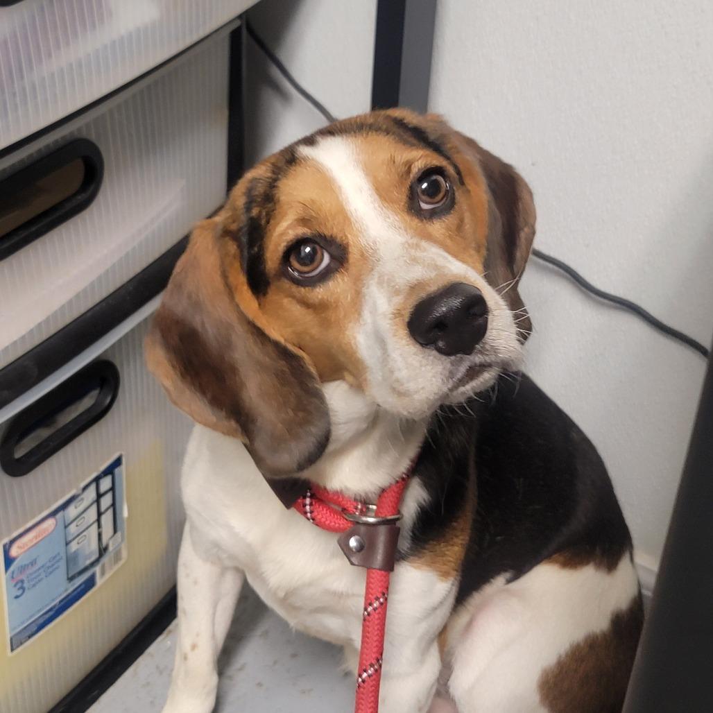 Enlarge Rocky, a Adoptable Mixed Breed in Troy, IL image 2/3