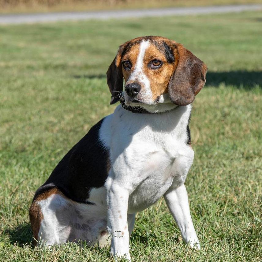 Enlarge Rocky, a Adoptable Mixed Breed in Troy, IL image 3/3