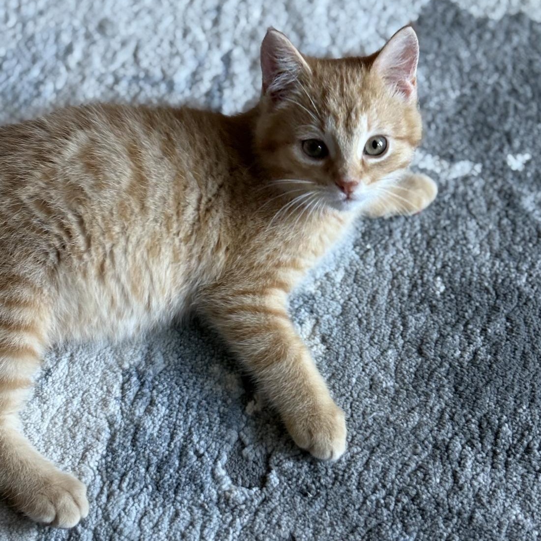 Enlarge Furcules, a Adoptable mixed breed in Omaha, NE image 1/2