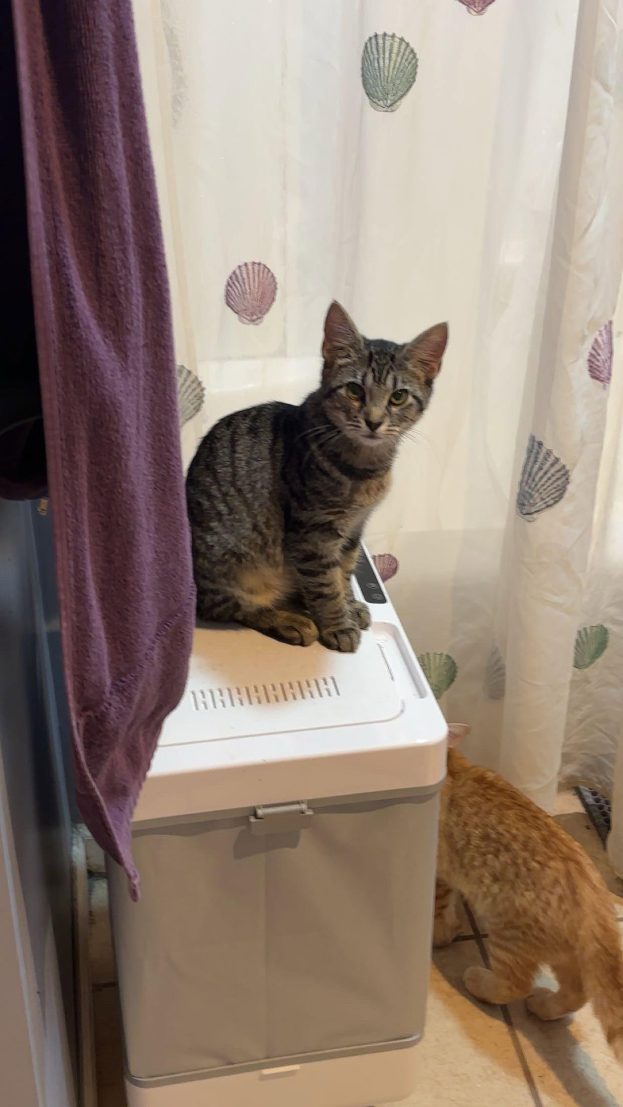 Enlarge Bacon, a Adoptable Domestic Short Hair in Strongsville, OH image 1/3