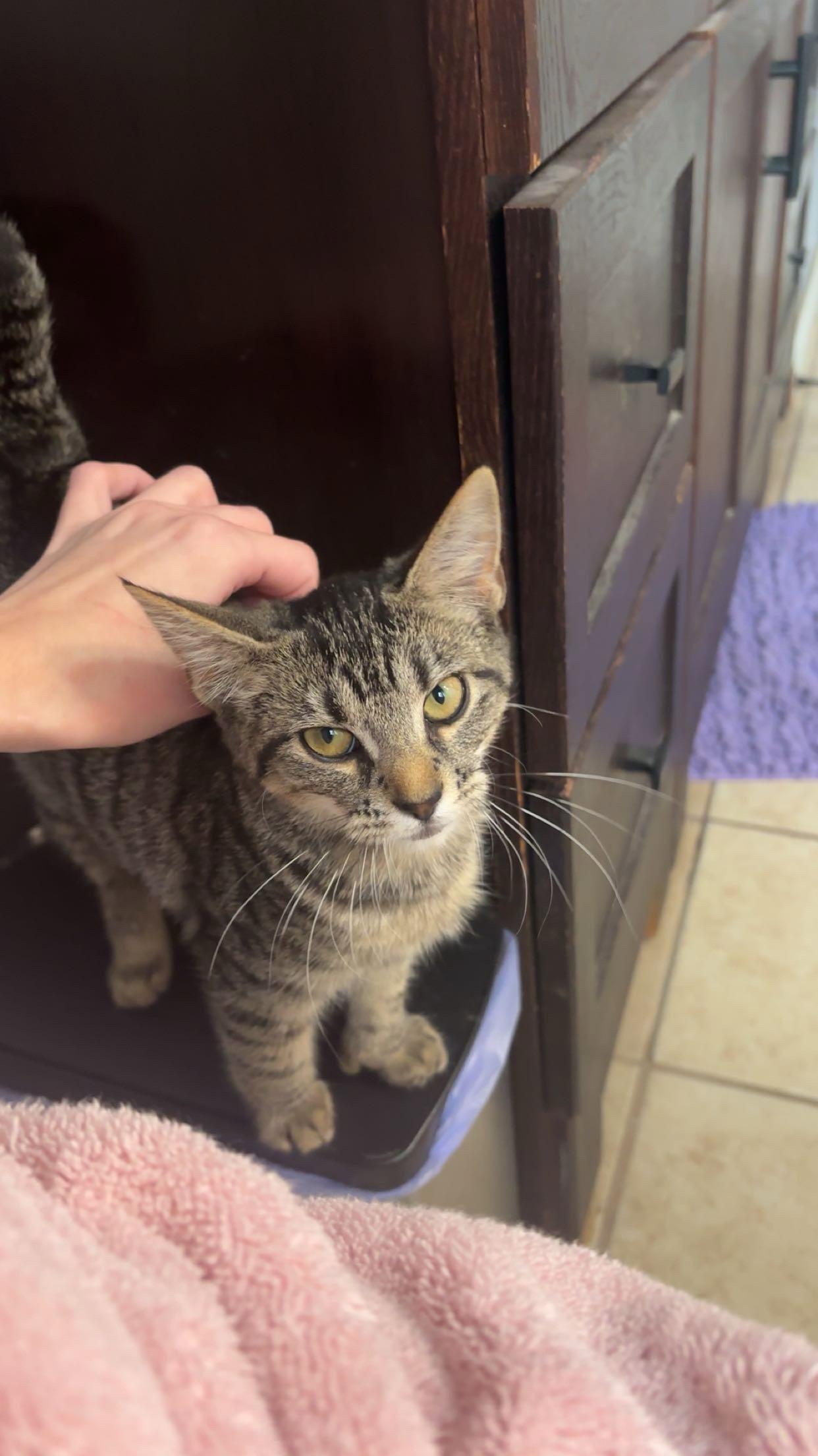Enlarge Bacon, a Adoptable Domestic Short Hair in Strongsville, OH image 2/3