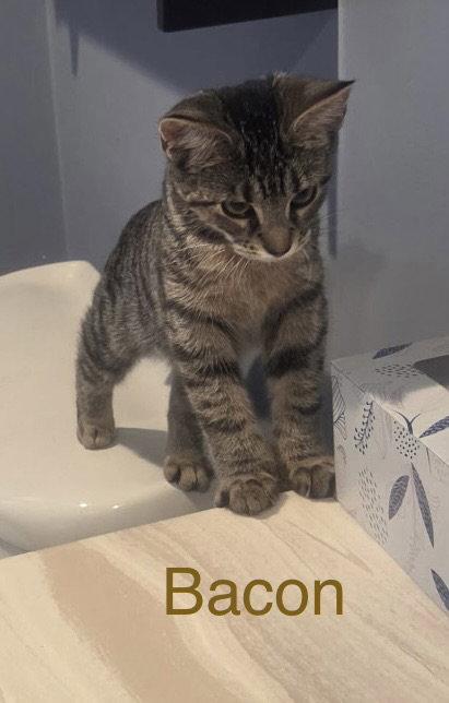 Enlarge Bacon, a Adoptable Domestic Short Hair in Strongsville, OH image 3/3