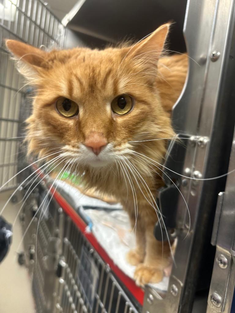 Neyland/Judah (Blakekmore), Adoptable, Adult Male Domestic Long Hair.