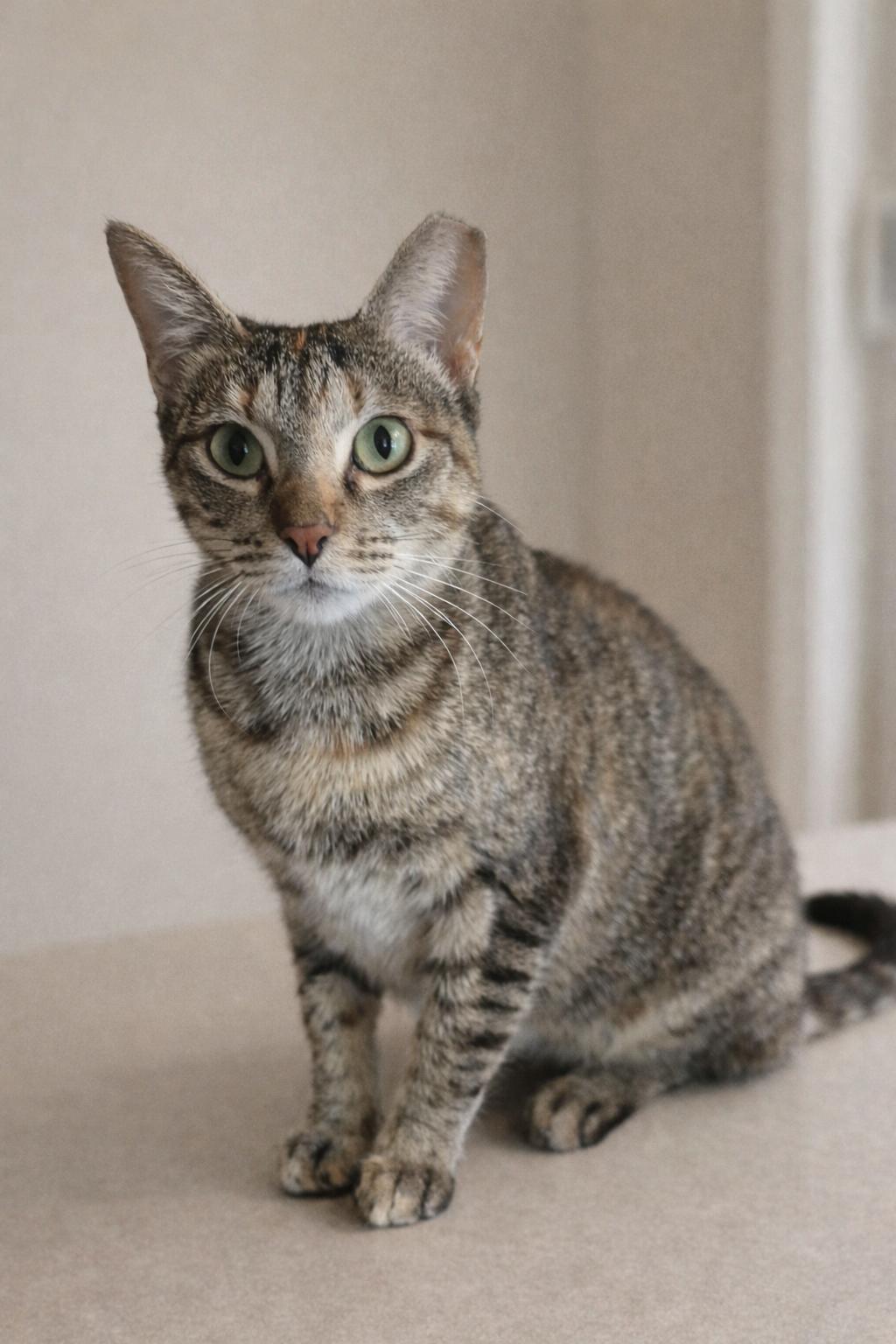 Katie, adopted, Young Female Domestic Short Hair.