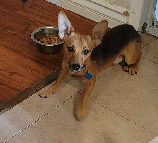 Ace, Adopted, Young Male Basenji.