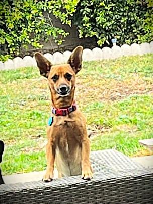 Enlarge Ace, a Adopted mixed breed in Oldham, SD image 2/4