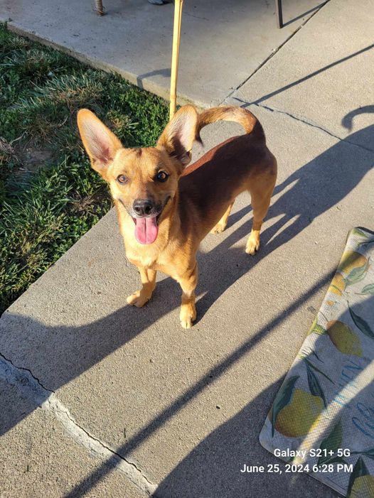 Enlarge Ace, a Adopted mixed breed in Oldham, SD image 3/4