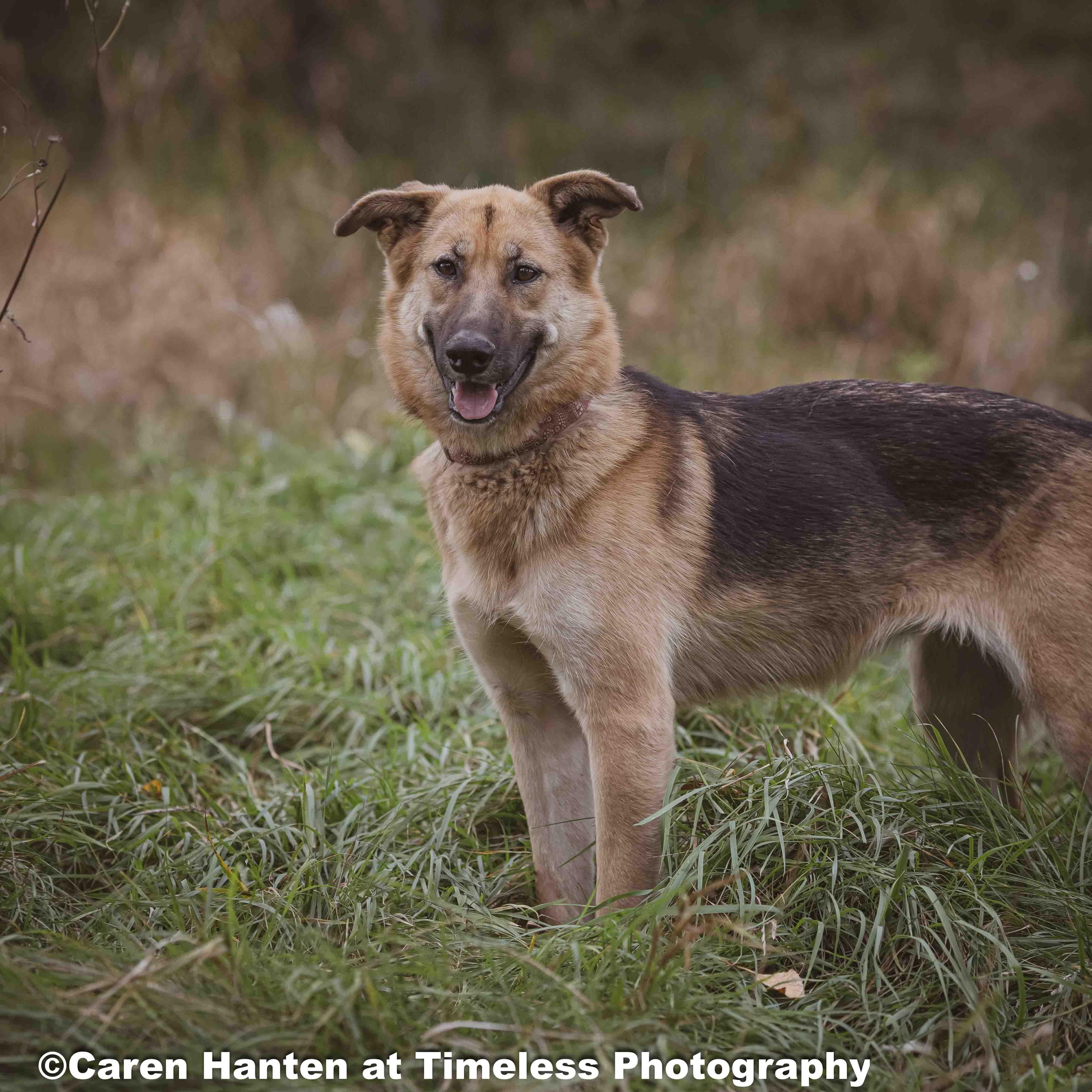 Stella, Adoptable, Young Female German Shepherd Dog & Chihuahua.