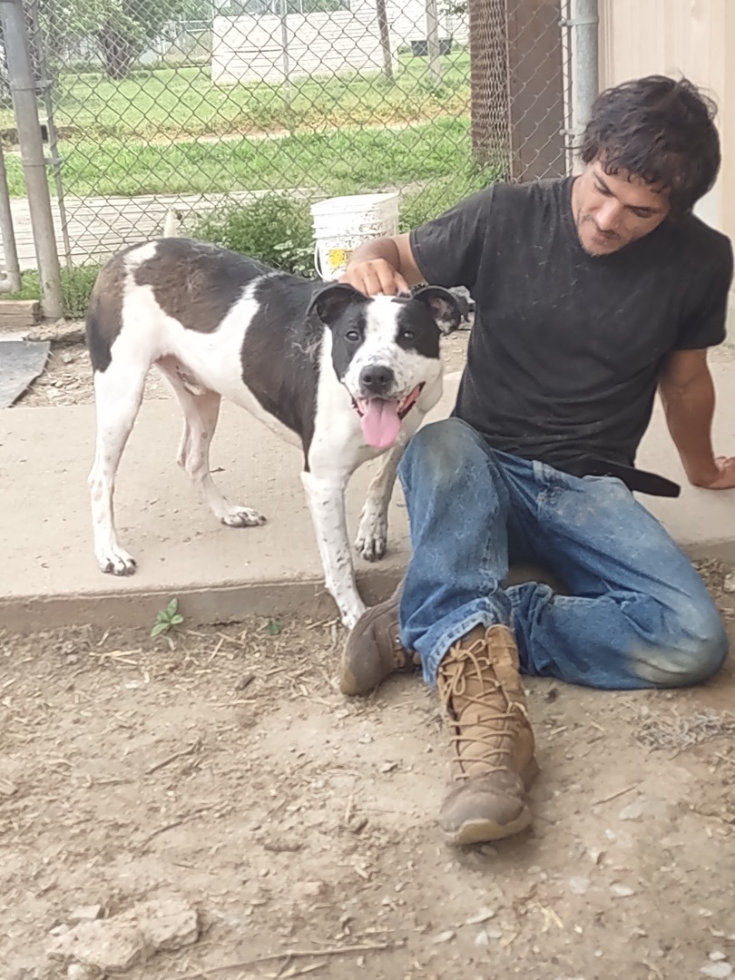 Sarge, a Adoptable Terrier in Blytheville, AR image 1/2