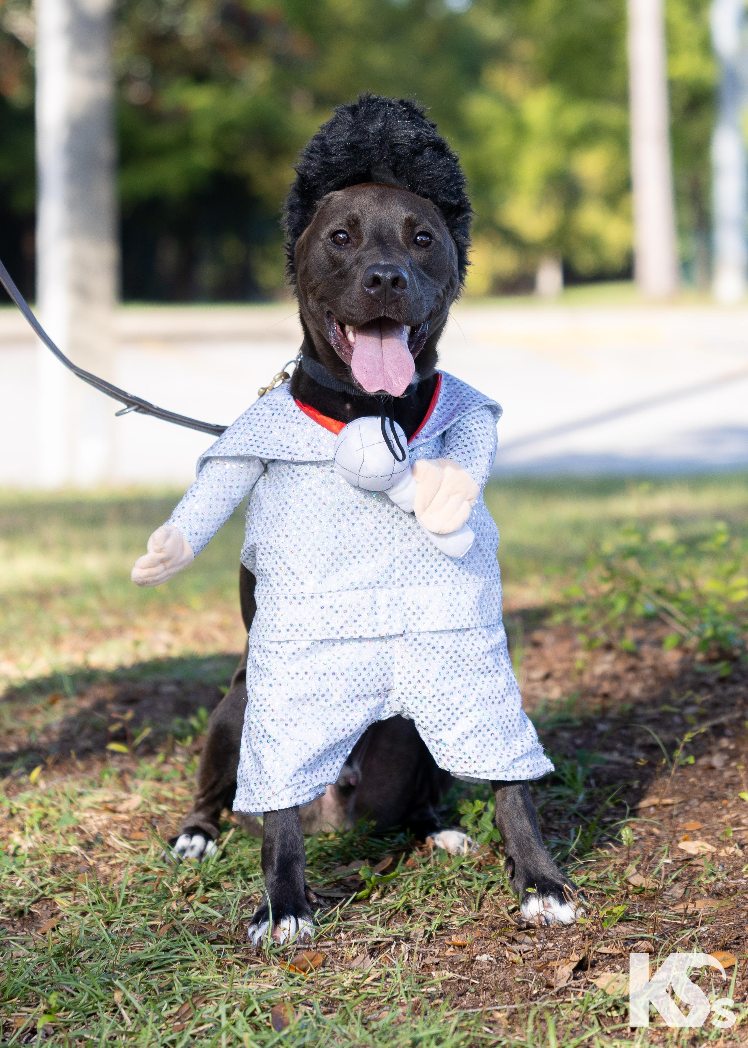 Enlarge Otter, a Adopted mixed breed in Ponte Vedra, FL image 4/6