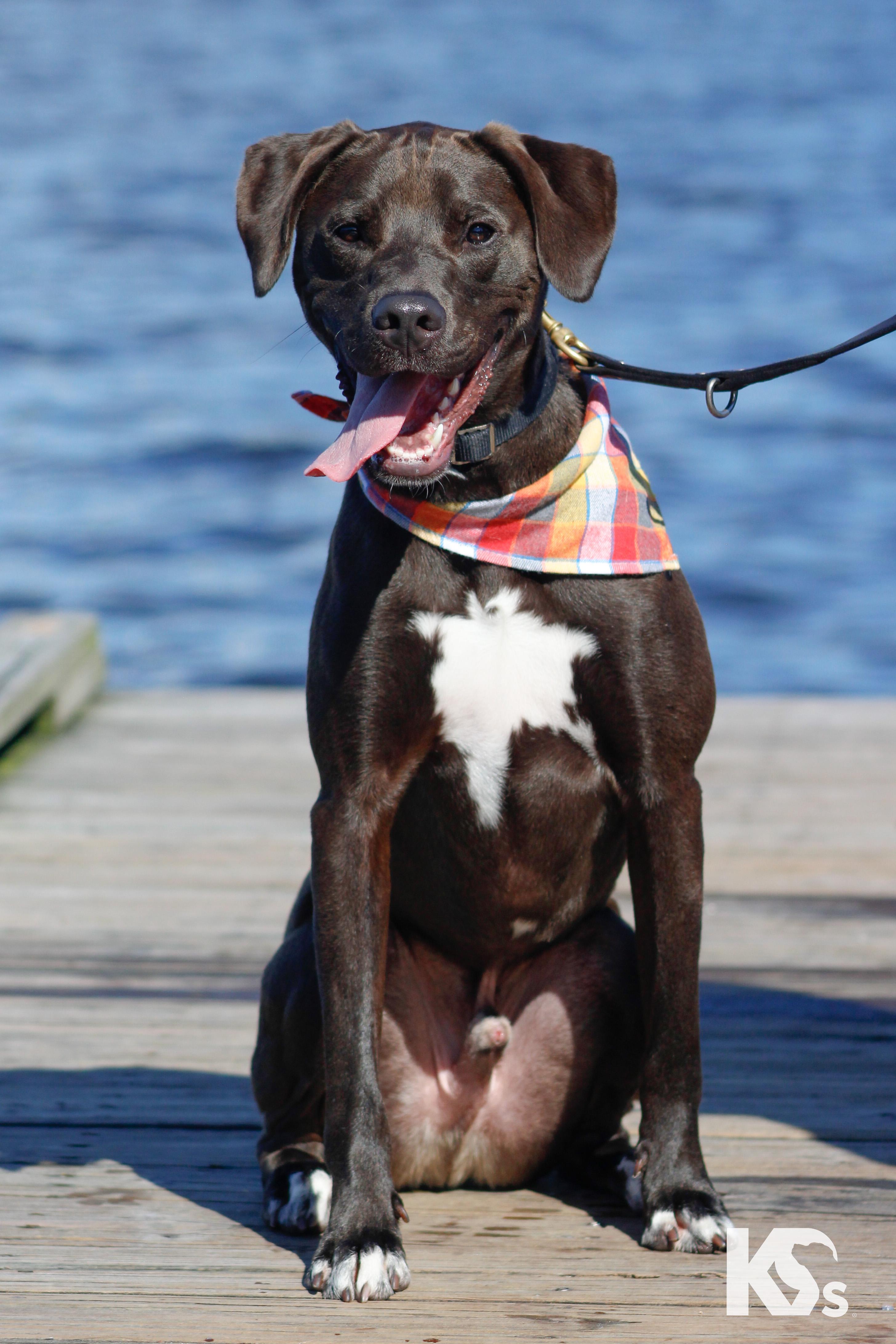 Otter, Adopted, Young Male Weimaraner & Blue Lacy.
