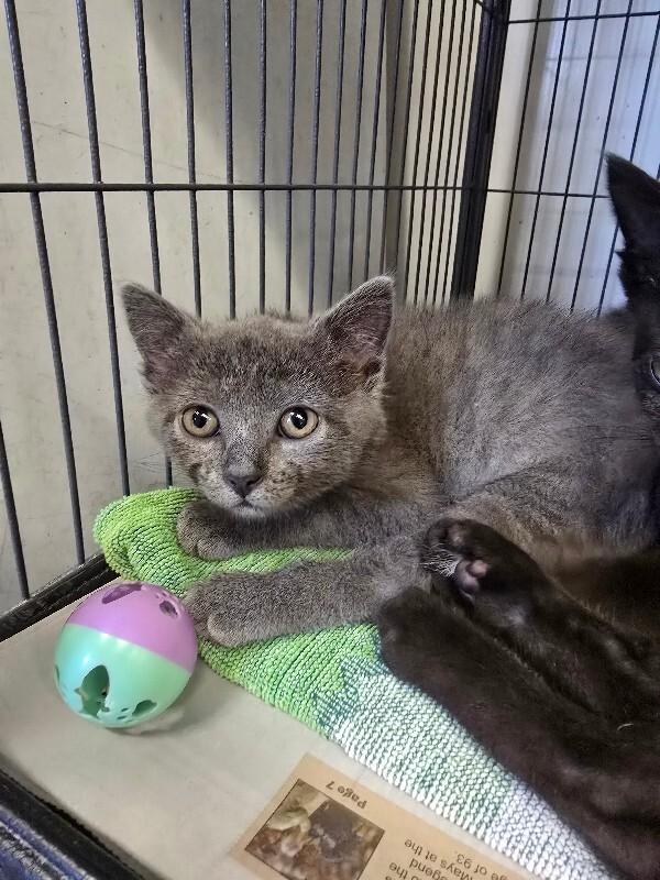 Sparky, Adoptable, Young Female Domestic Short Hair.