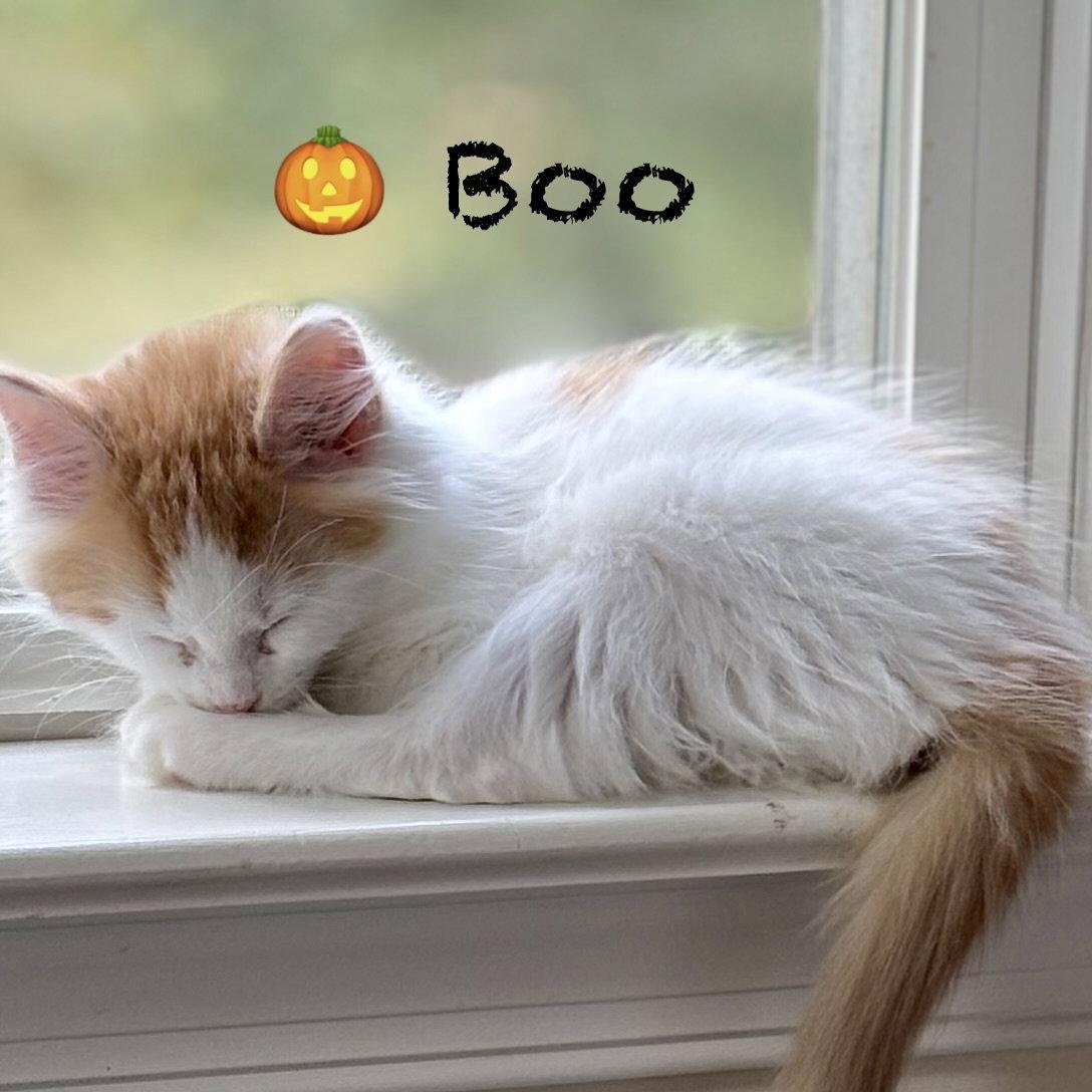 Enlarge Boo, a Adoptable Domestic Long Hair in Reston, VA image 3/3