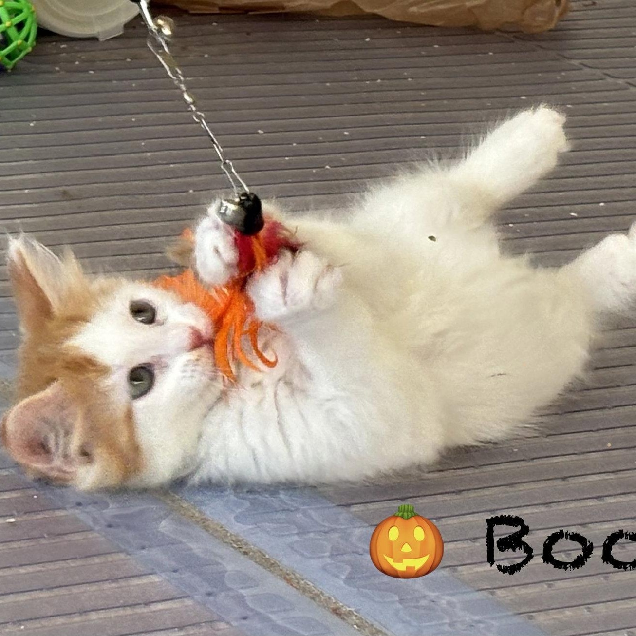 Enlarge Boo, a Adoptable Domestic Long Hair in Reston, VA image 2/3