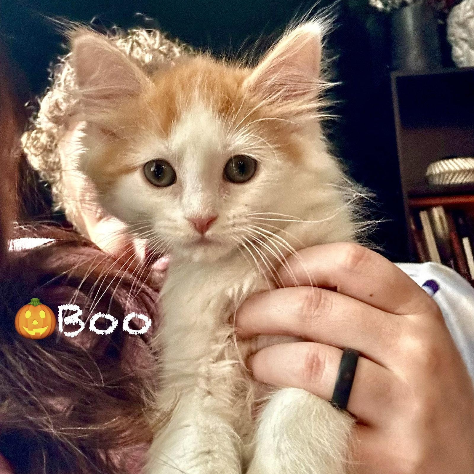 Boo, Adoptable, Kitten Male Domestic Long Hair.