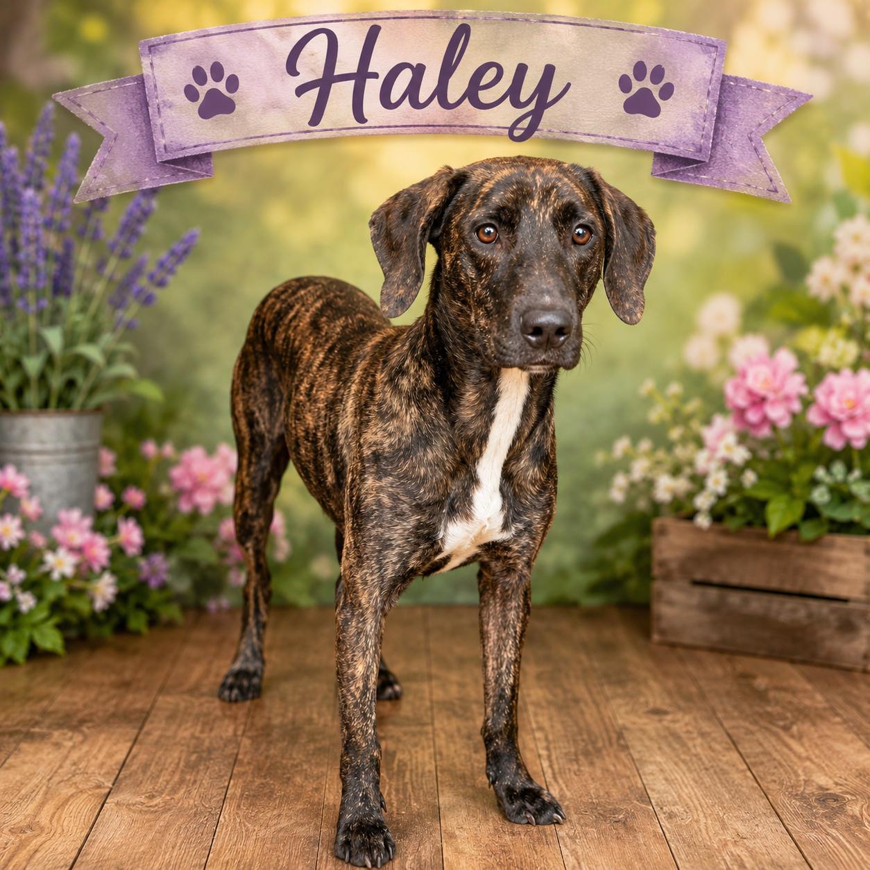 Enlarge Haley, a Adopted mixed breed in Darien, GA image 1/1