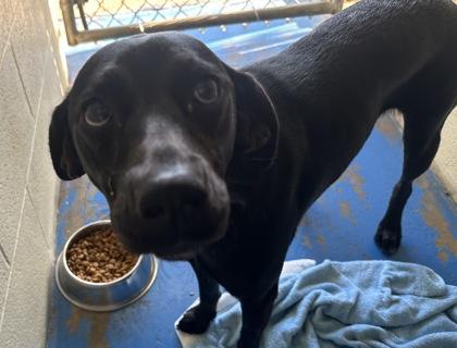 Enlarge Piper, a Adoptable mixed breed in Fairhope, AL image 1/2