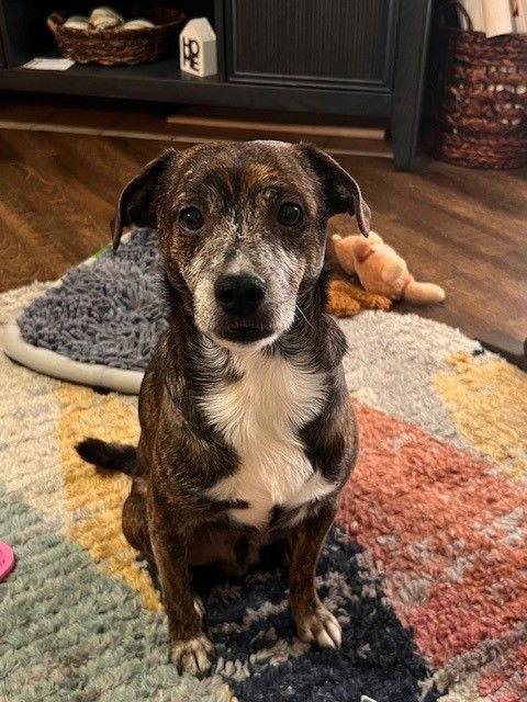 Henry, Adopted, Adult Male Chihuahua.