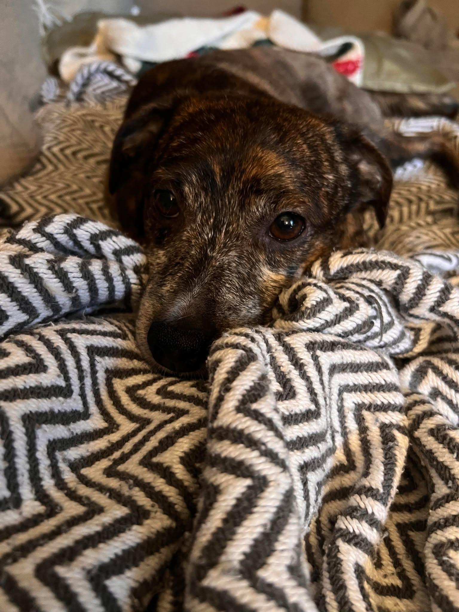 Enlarge Henry, a Adopted Chihuahua in Visalia, CA image 2/3