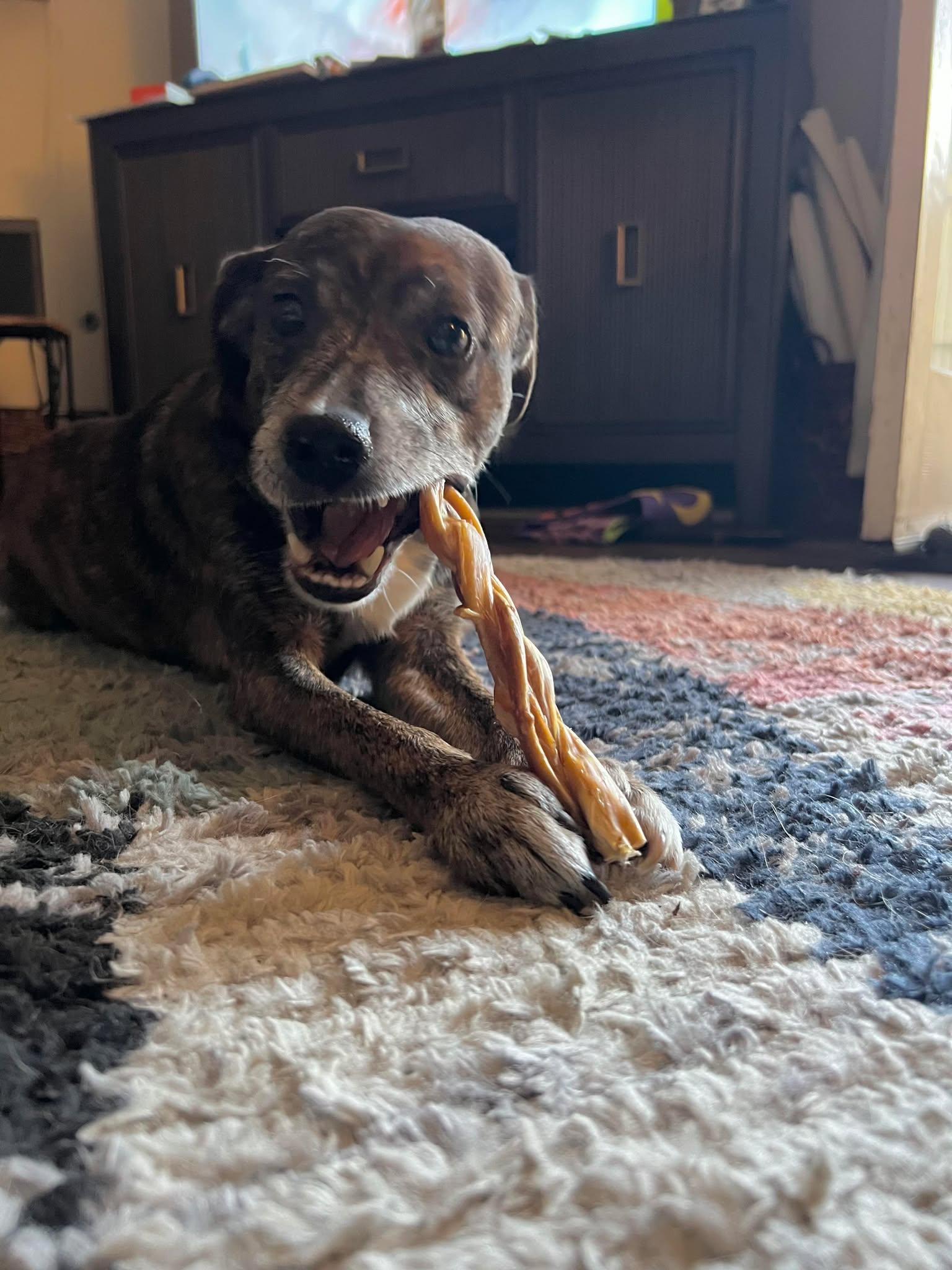 Enlarge Henry, a Adopted Chihuahua in Visalia, CA image 3/3