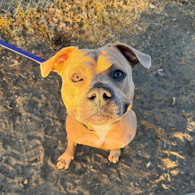 JOKER, Adoptable, Young Male American Staffordshire Terrier.