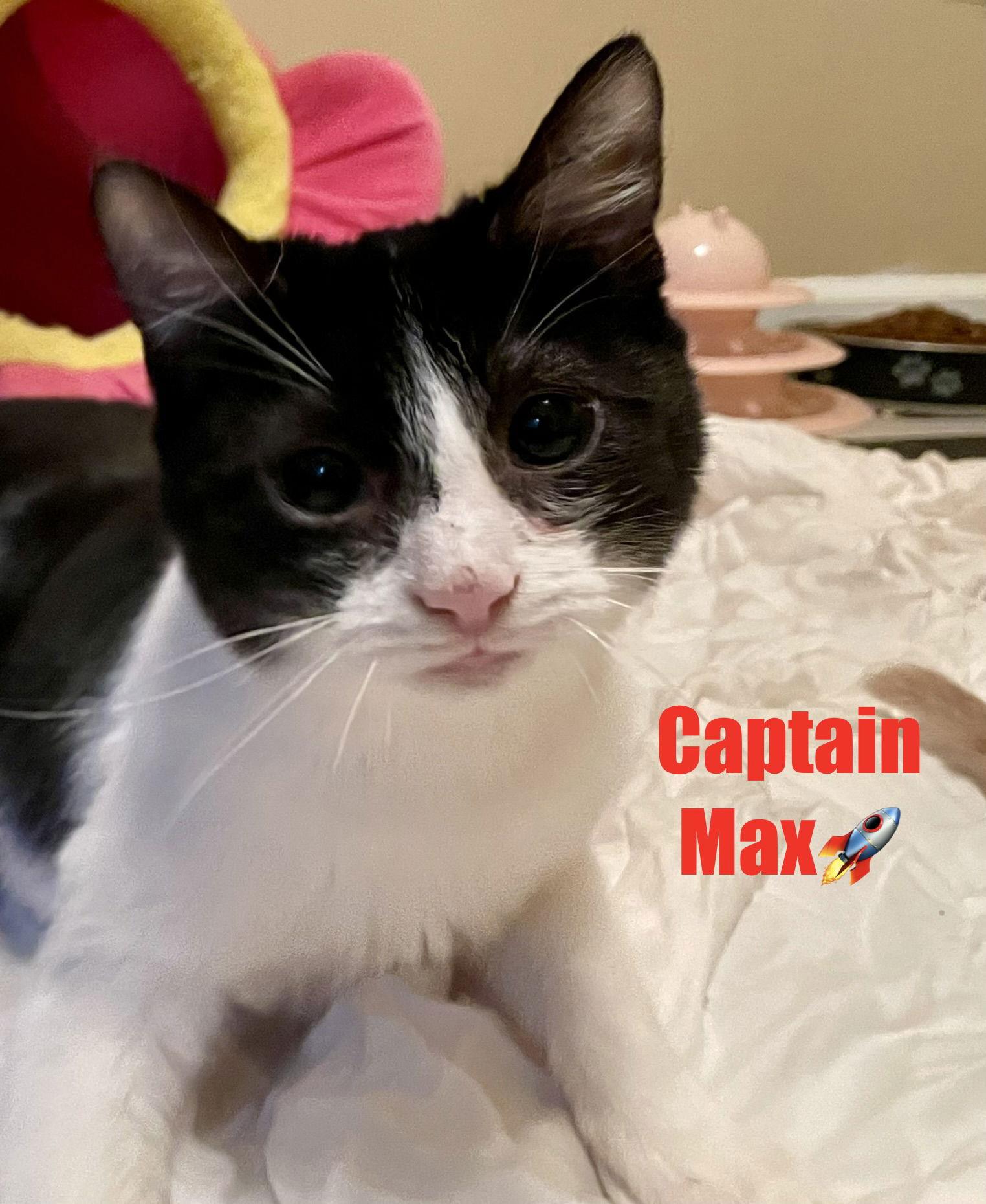 Mad Max, Adoptable, Young Male Domestic Short Hair.