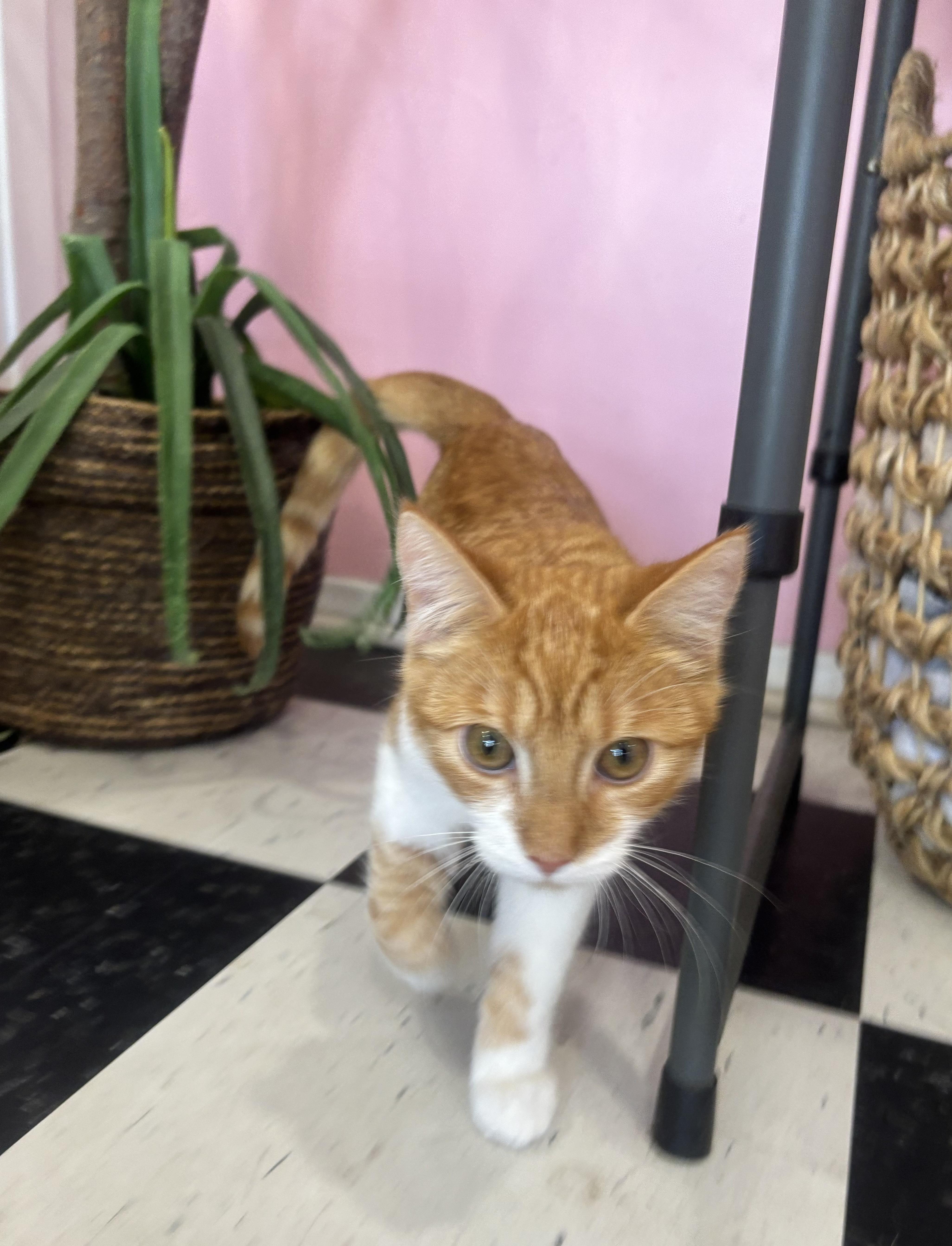 Cheddar, an adopted Domestic Short Hair in Whittier, CA image 3/6