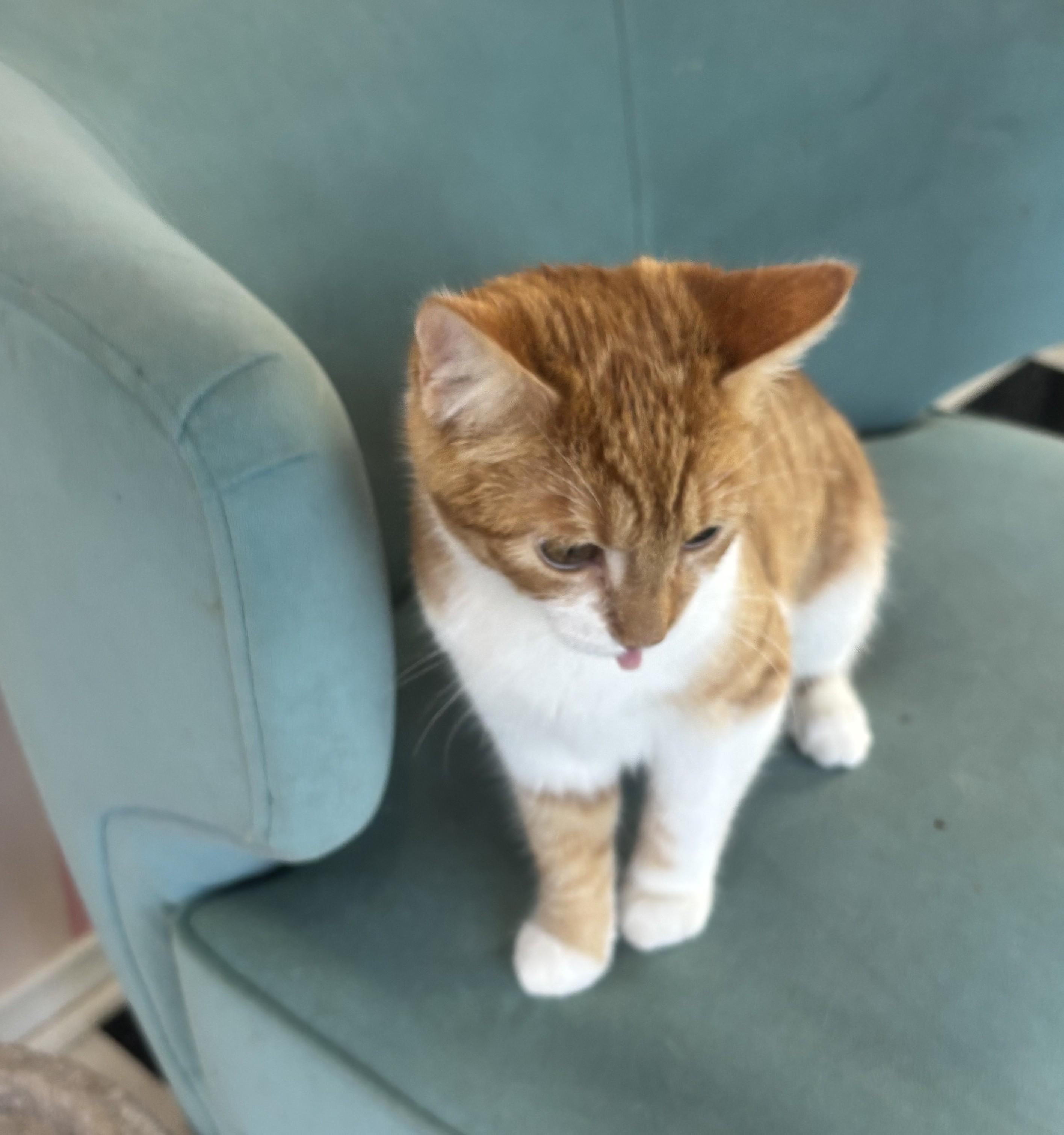 Cheddar, an adopted Domestic Short Hair in Whittier, CA image 5/6