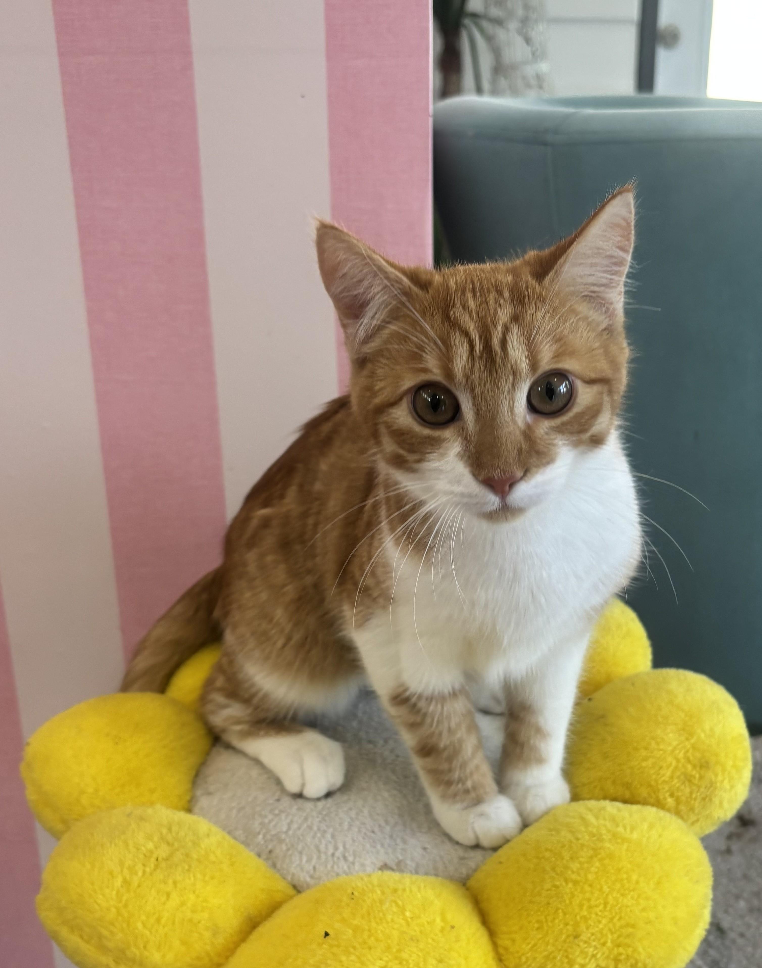 Cheddar, an adopted Domestic Short Hair in Whittier, CA image 4/6