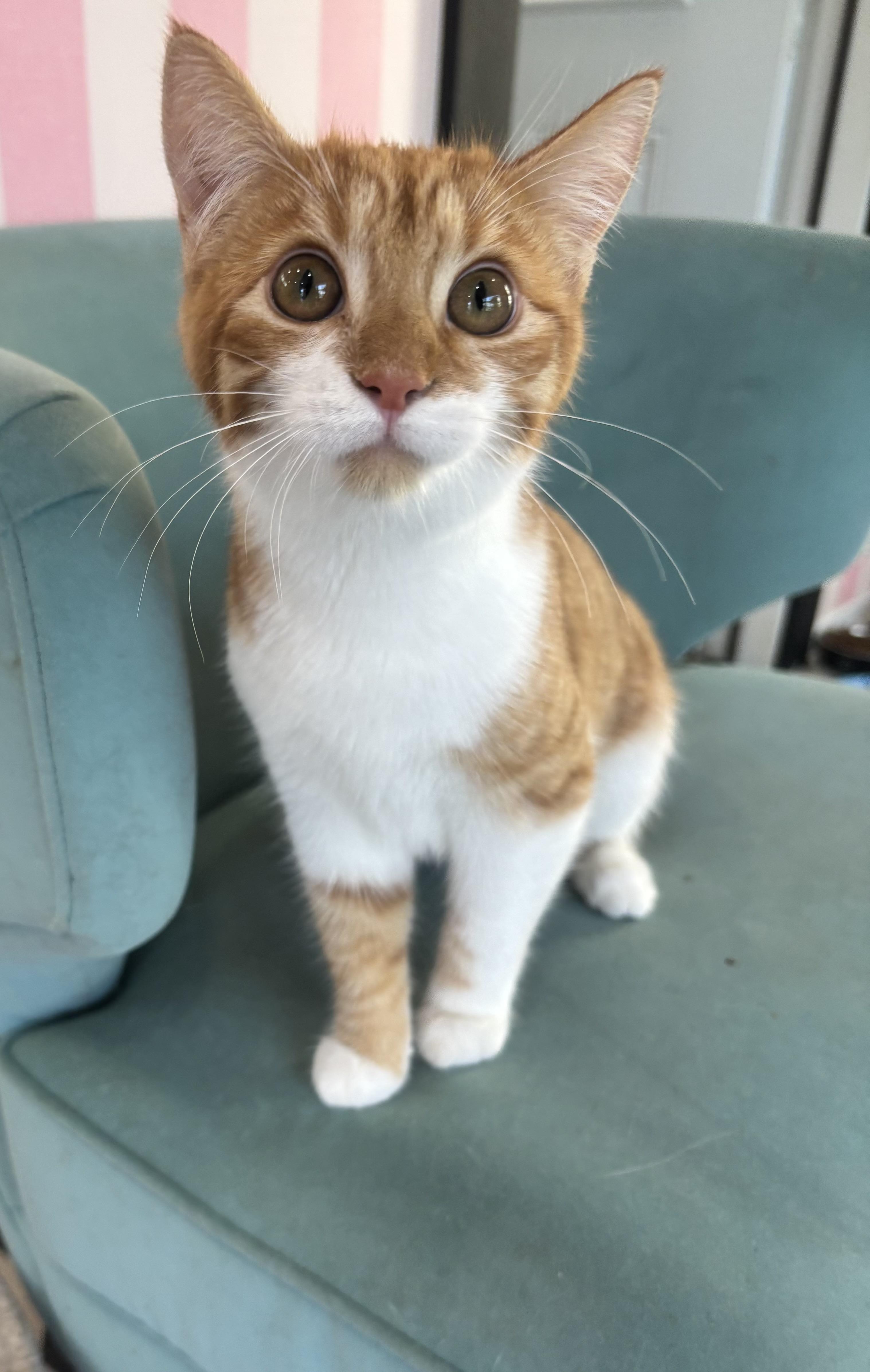 Cheddar, adopted, Young Male Domestic Short Hair.