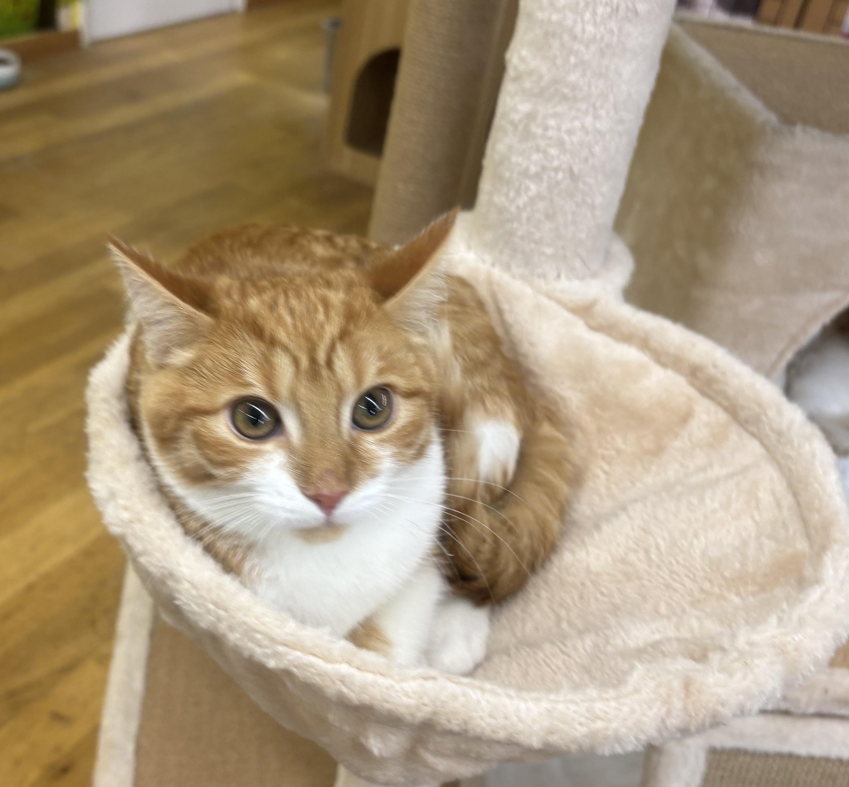 Cheddar, an adopted Domestic Short Hair in Whittier, CA image 6/6