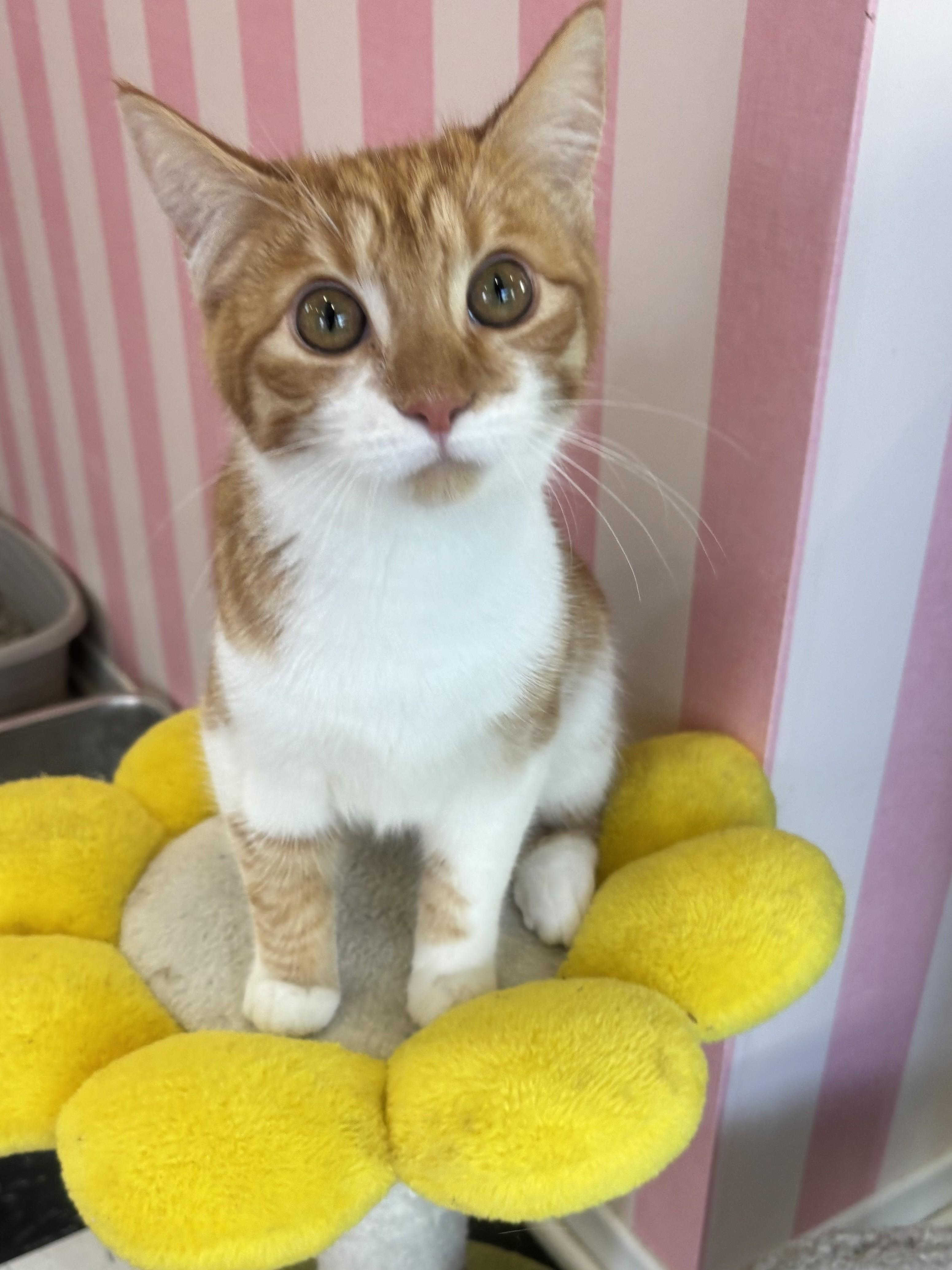 Cheddar, an adopted Domestic Short Hair in Whittier, CA image 2/6