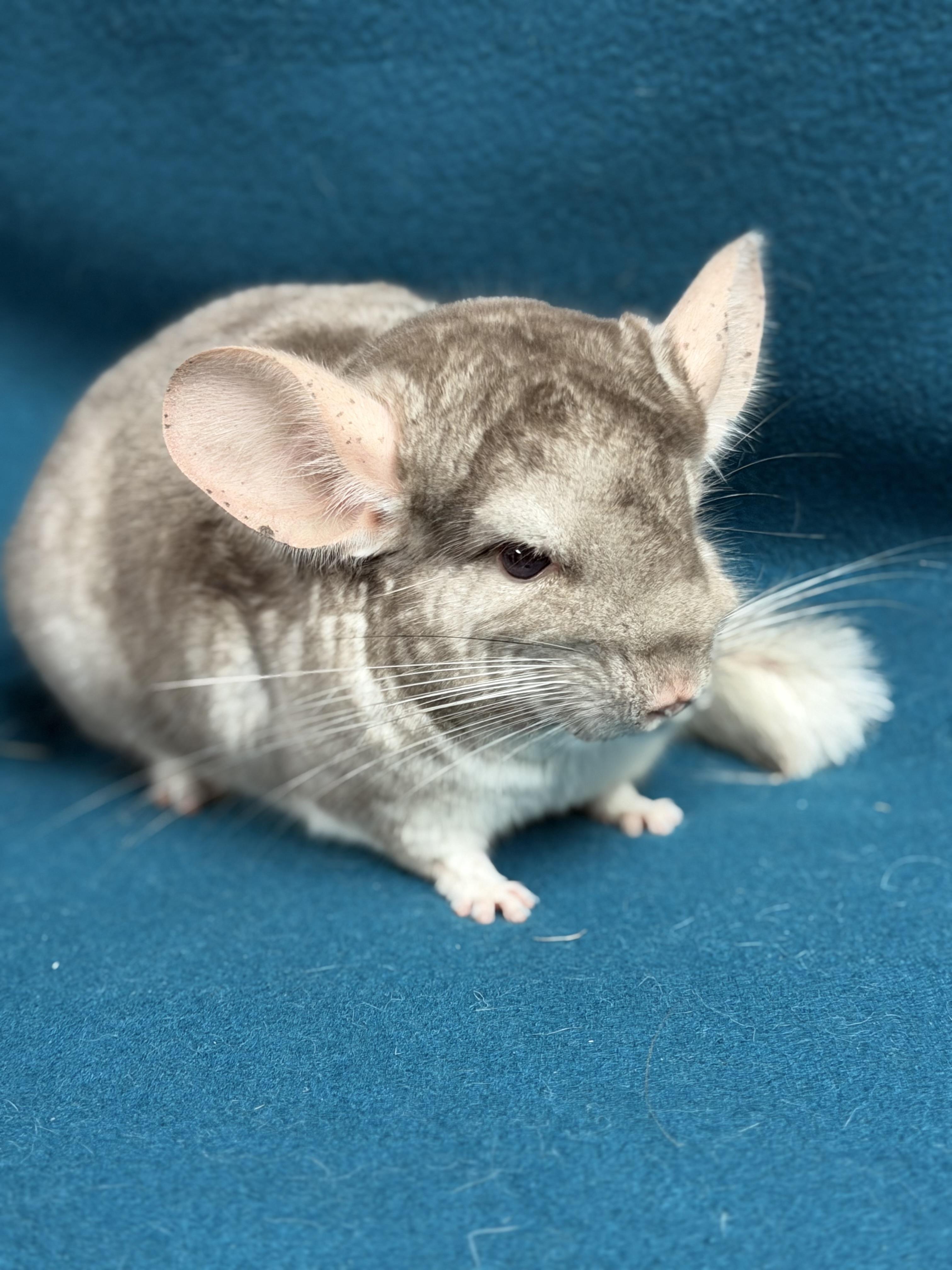 Worthington, an adopted Chinchilla in Edinburg, PA image 5/6