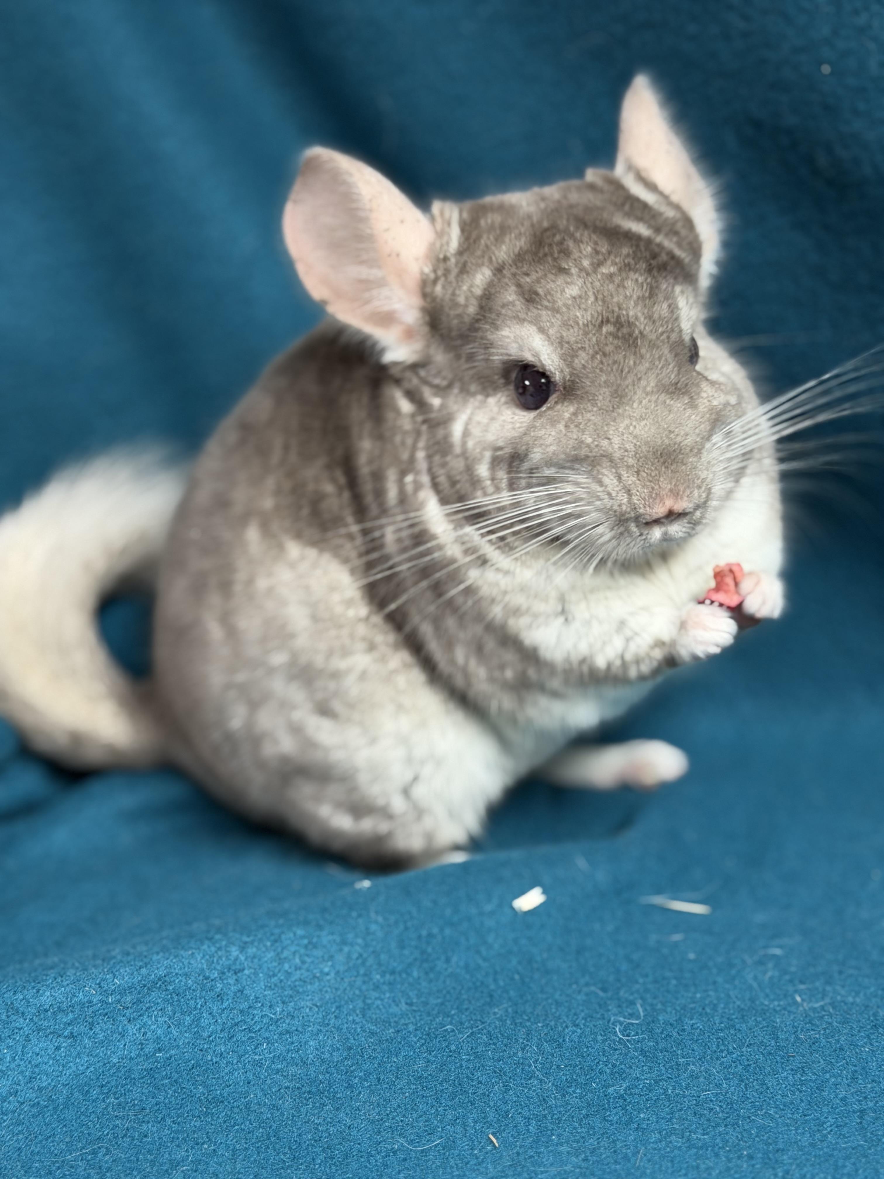Worthington, adopted, Adult Male Chinchilla.