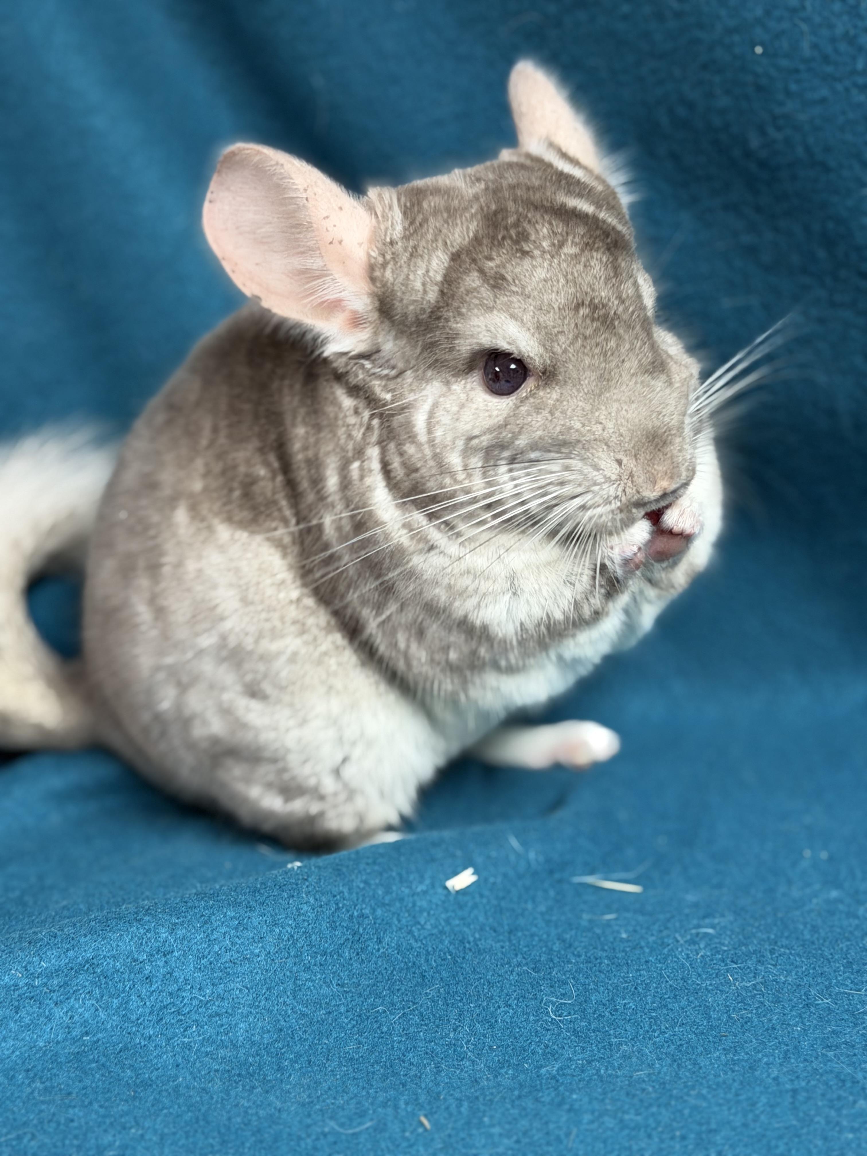 Worthington, an adopted Chinchilla in Edinburg, PA image 2/6