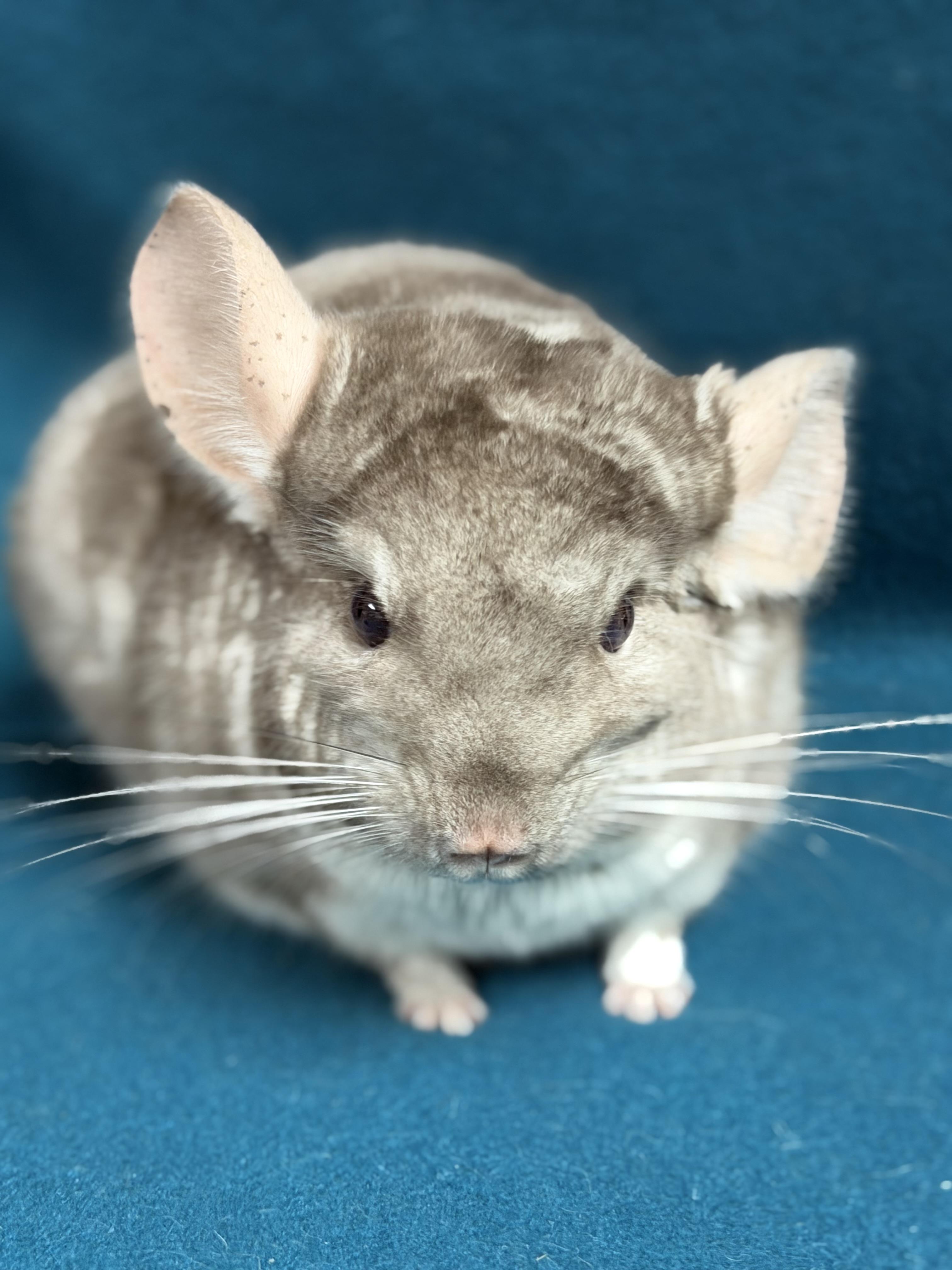 Worthington, an adopted Chinchilla in Edinburg, PA image 4/6