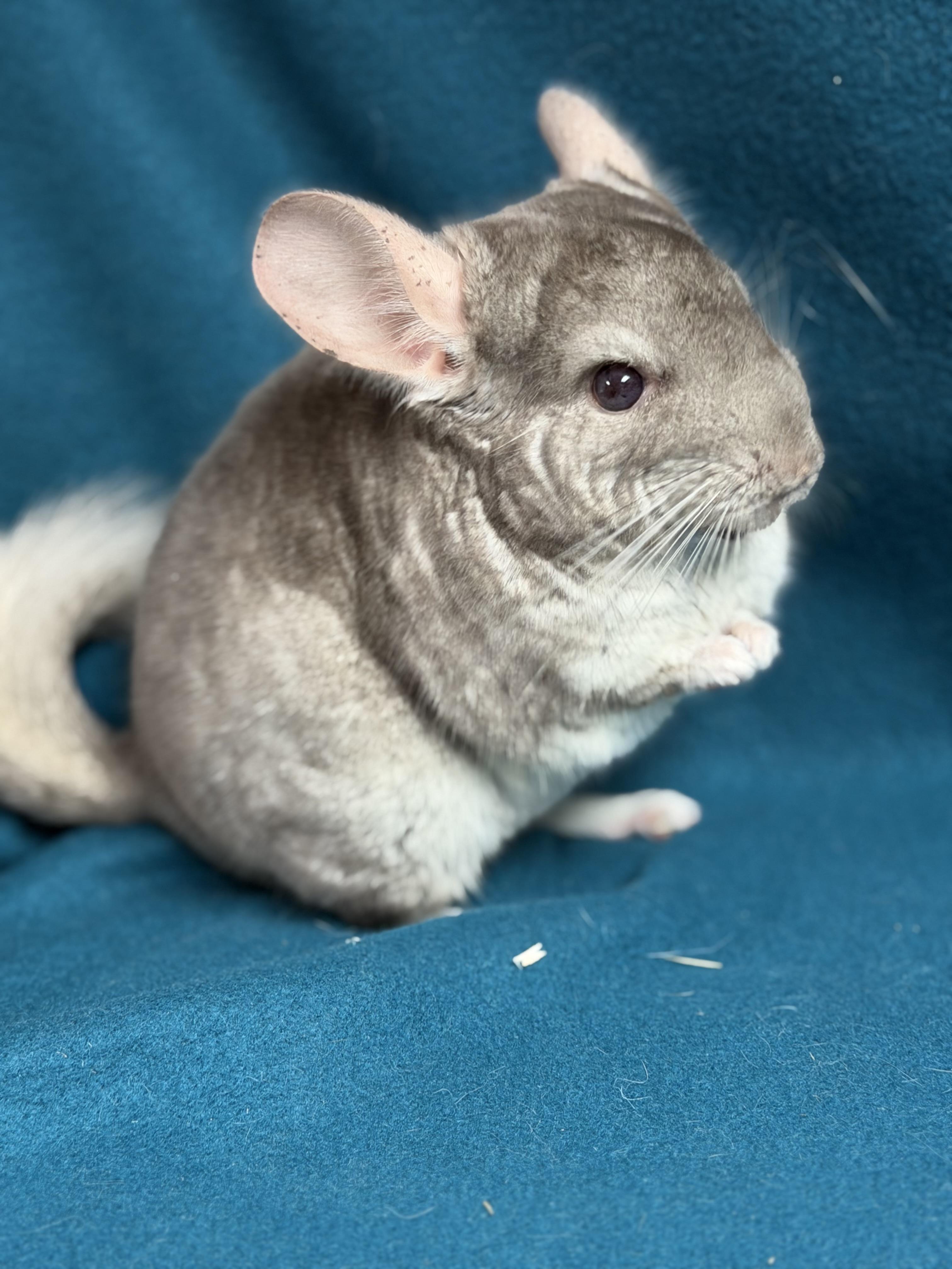 Worthington, an adopted Chinchilla in Edinburg, PA image 3/6