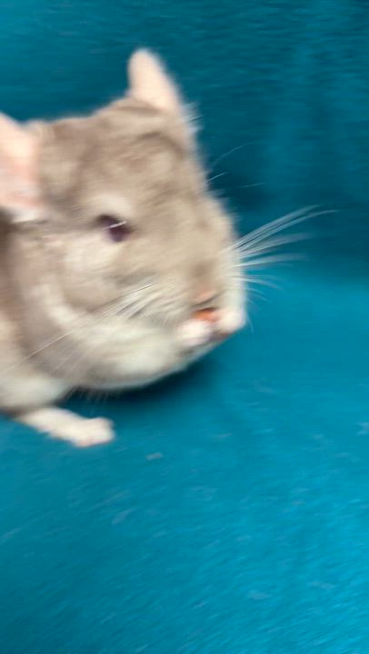 Enlarge Worthington, an adopted Chinchilla in Edinburg, PA video 6/6