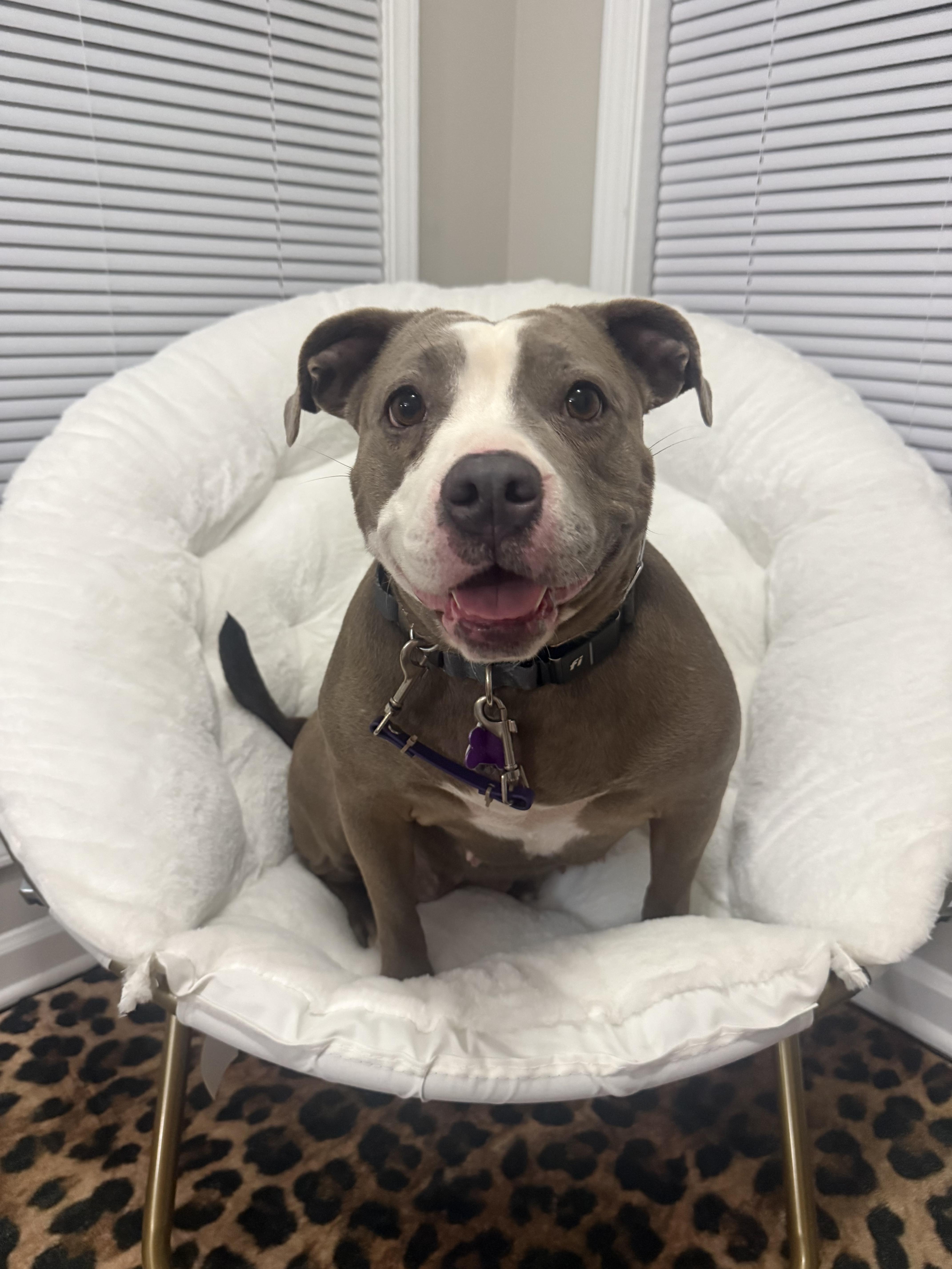 Enlarge Mango Maggie, a ADOPTABLE American Staffordshire Terrier in Cumming, GA image 3/6