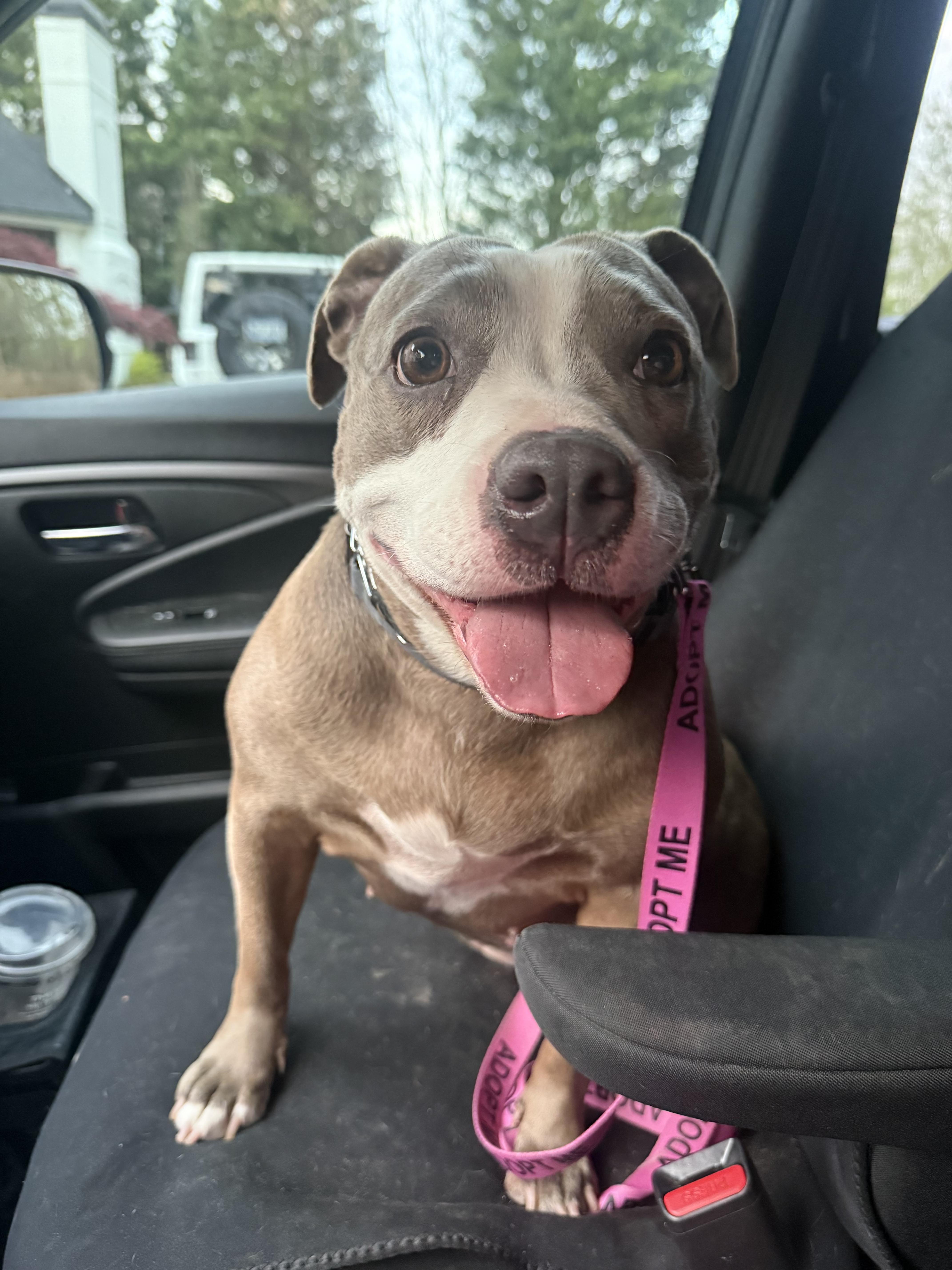 Enlarge Mango Maggie, a ADOPTABLE American Staffordshire Terrier in Cumming, GA image 5/6