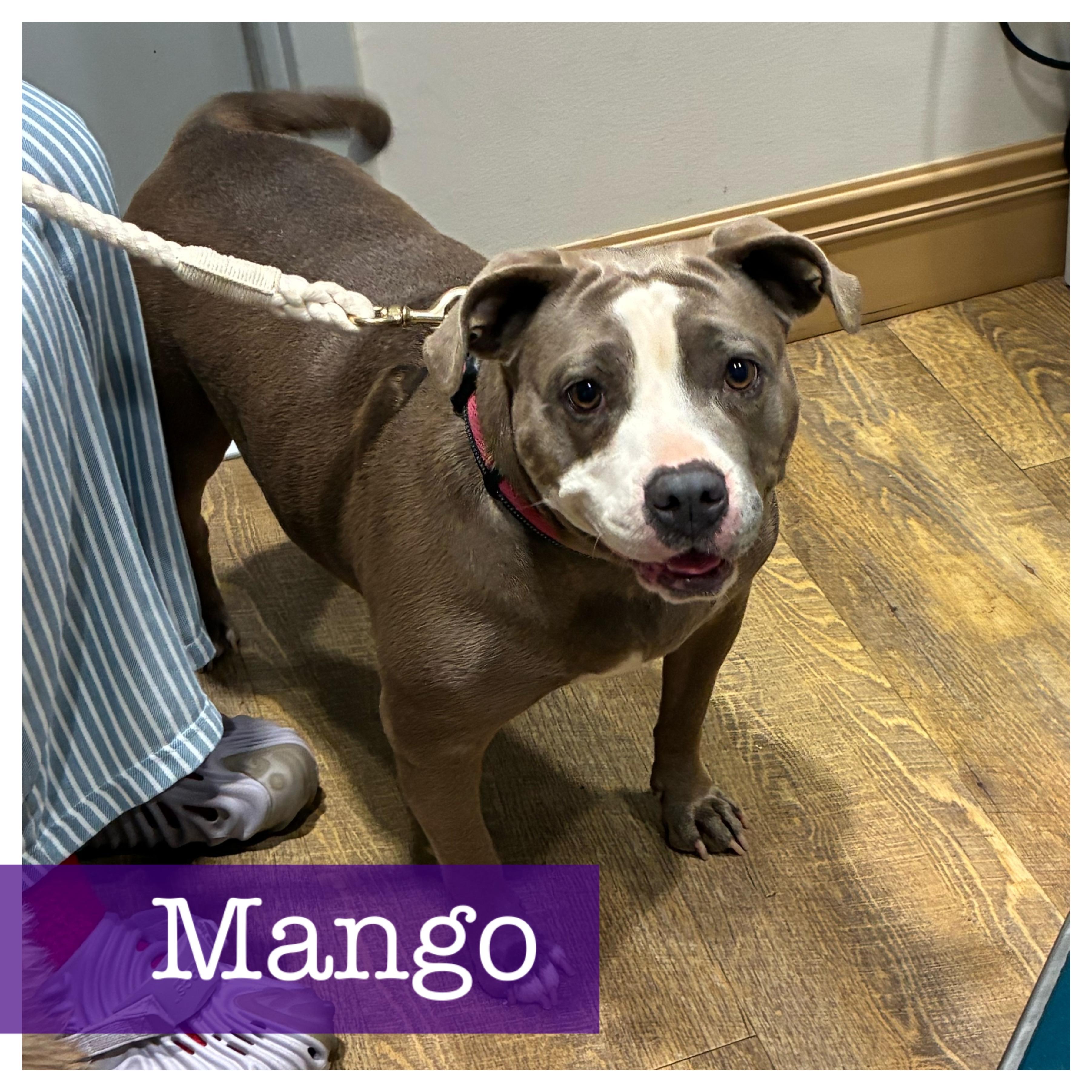 Enlarge Mango, a ADOPTABLE American Staffordshire Terrier in Cumming, GA image 1/5